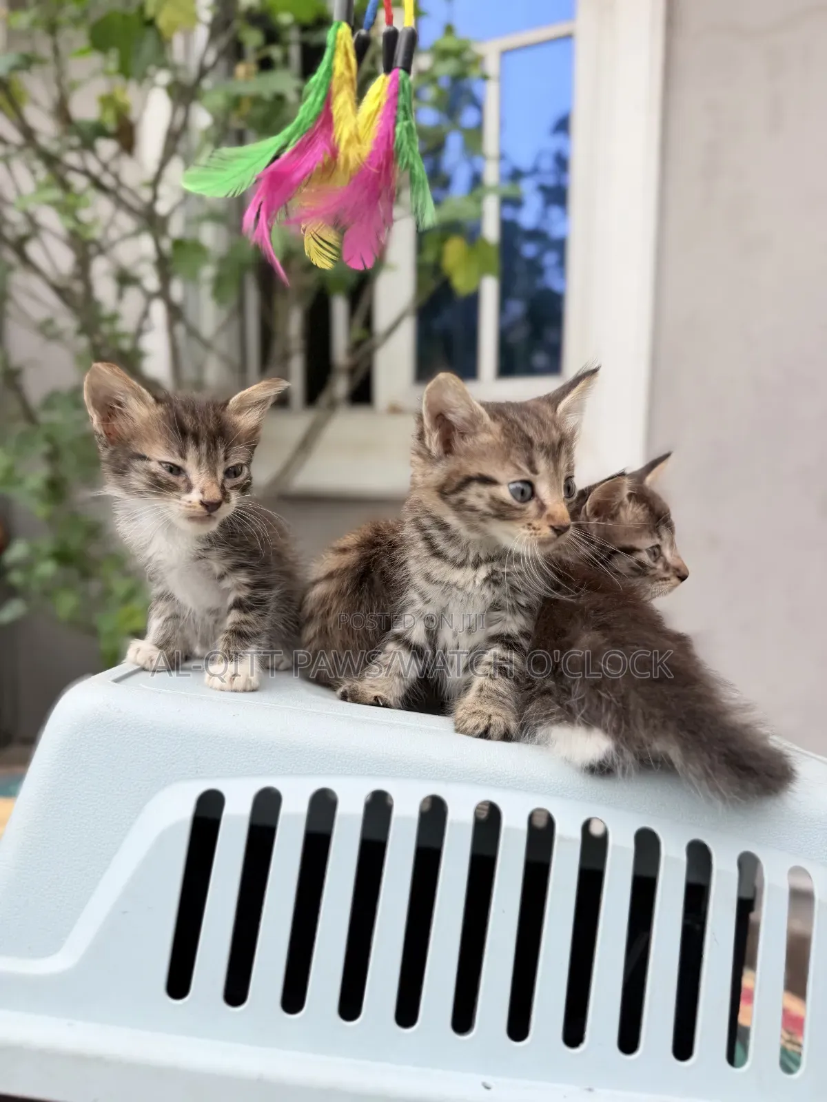 1-3 months Male Purebred Turkish Angora