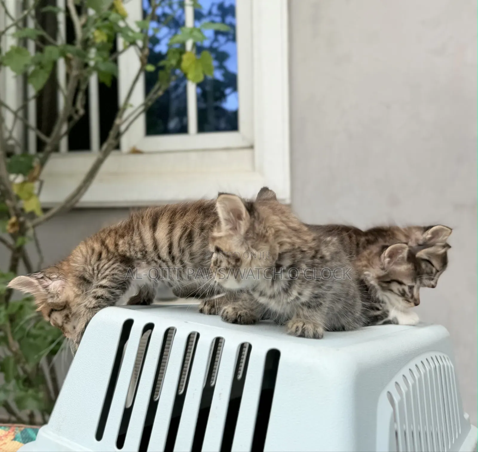 1-3 months Male Purebred Turkish Angora
