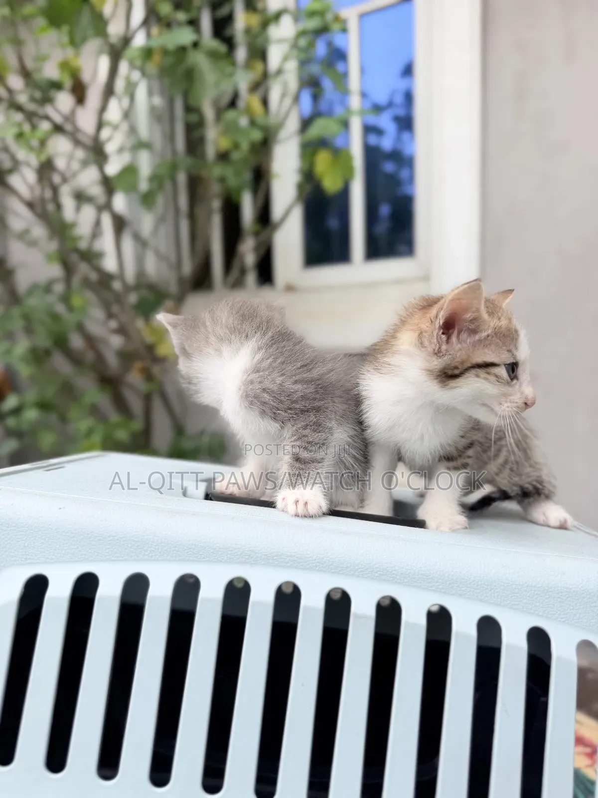 1-3 months Female Purebred Turkish Angora