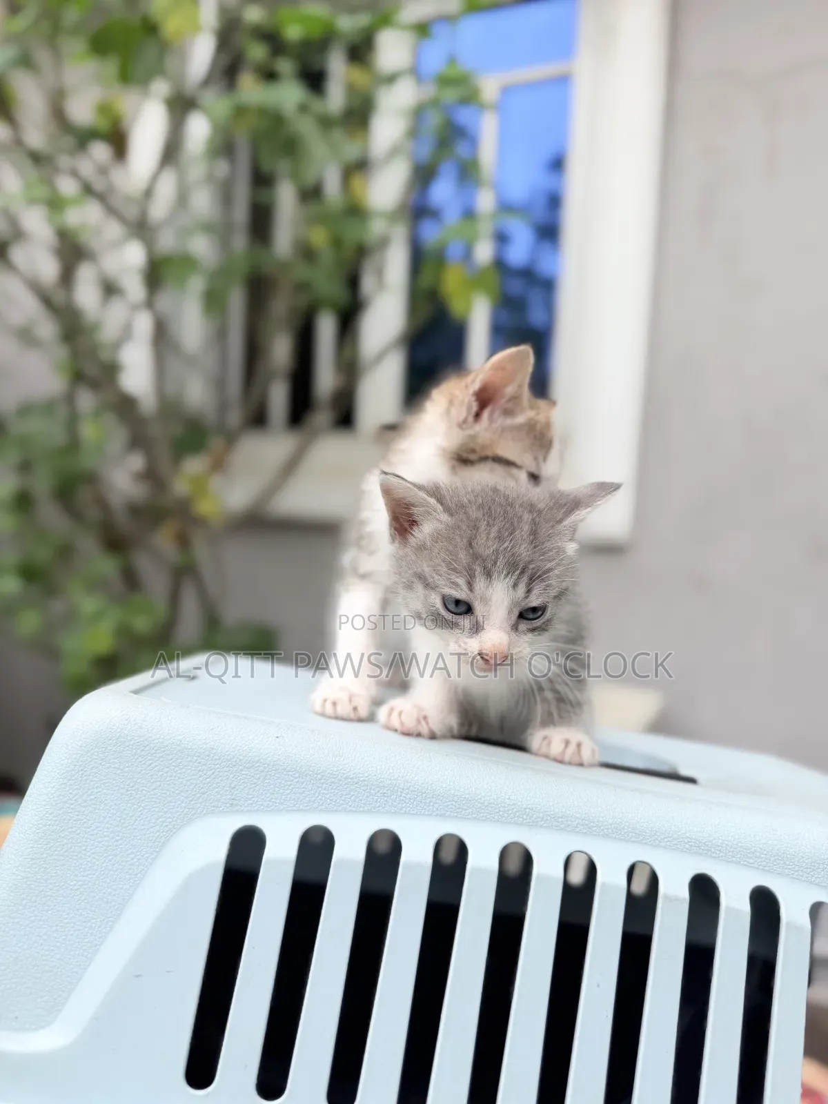 1-3 months Female Purebred Turkish Angora