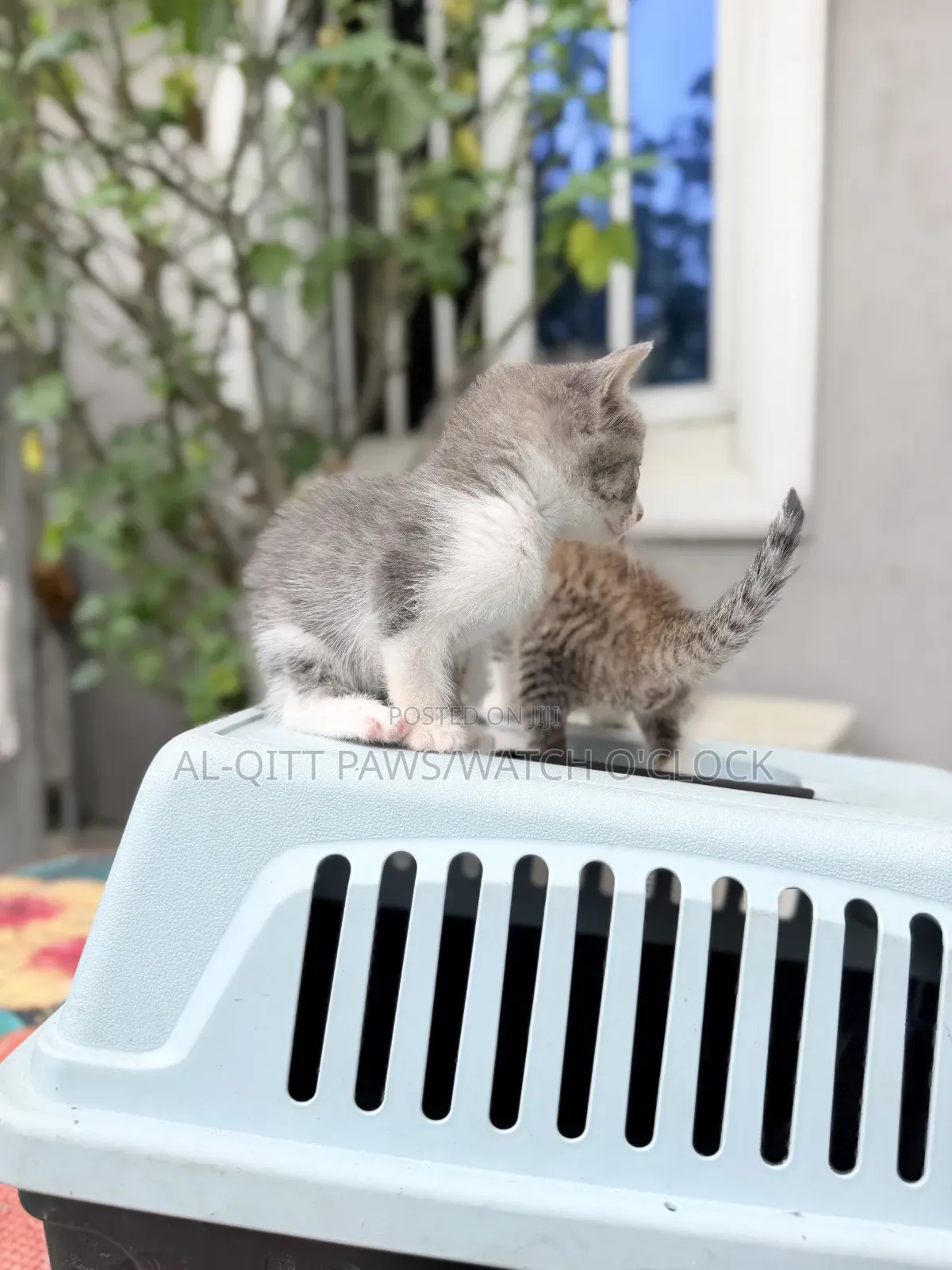 1-3 months Female Purebred Turkish Angora