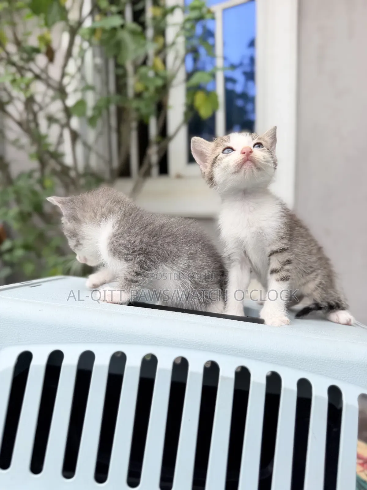 1-3 months Female Purebred Turkish Angora
