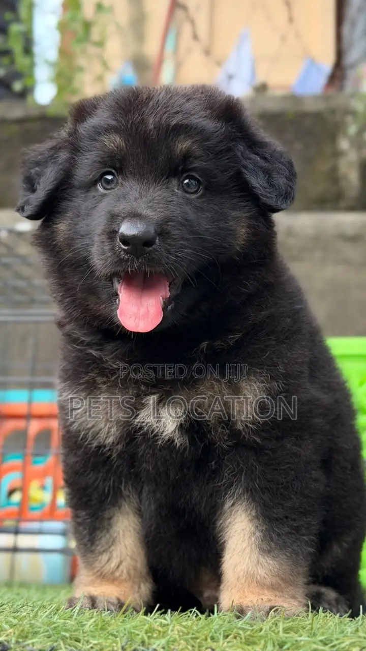 1-3 months Male Purebred German Shepherd