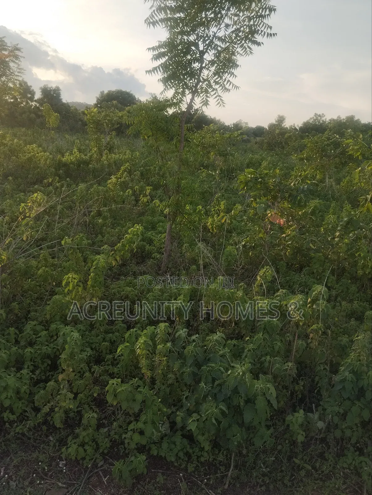 400 Acres of Fertile Farmland for Sale, Ogungbe Village, Iseyin-Ibadan