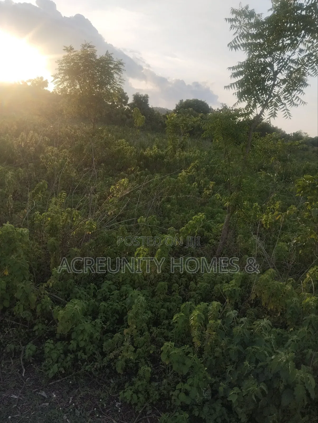 400 Acres of Fertile Farmland for Sale, Ogungbe Village, Iseyin-Ibadan