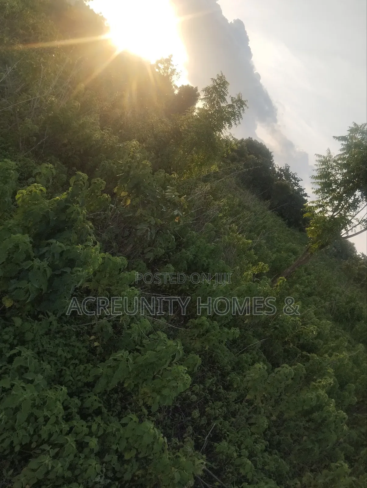 400 Acres of Fertile Farmland for Sale, Ogungbe Village, Iseyin-Ibadan