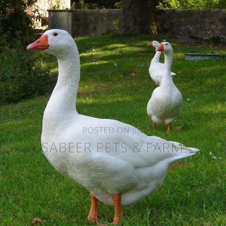 Beautiful Pair of Pilgrim Goose/Geese for Sale