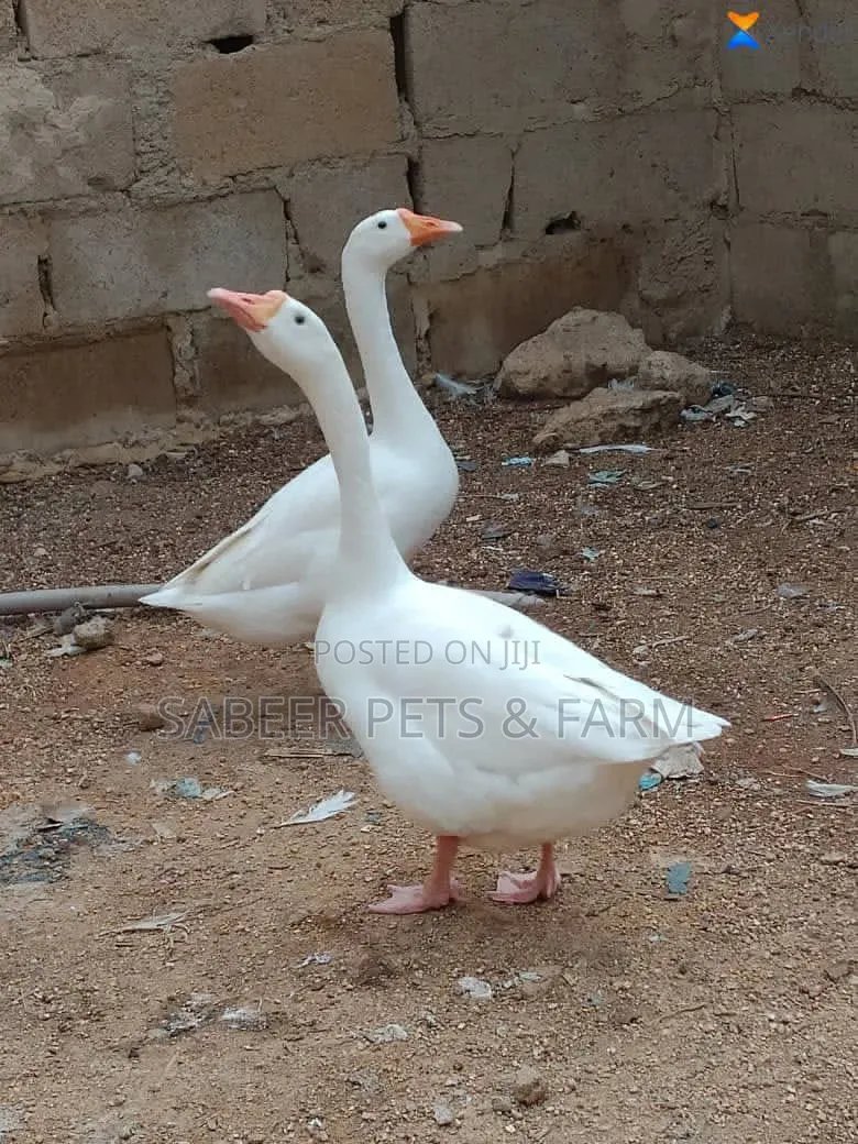 Beautiful Pair of Pilgrim Goose/Geese for Sale