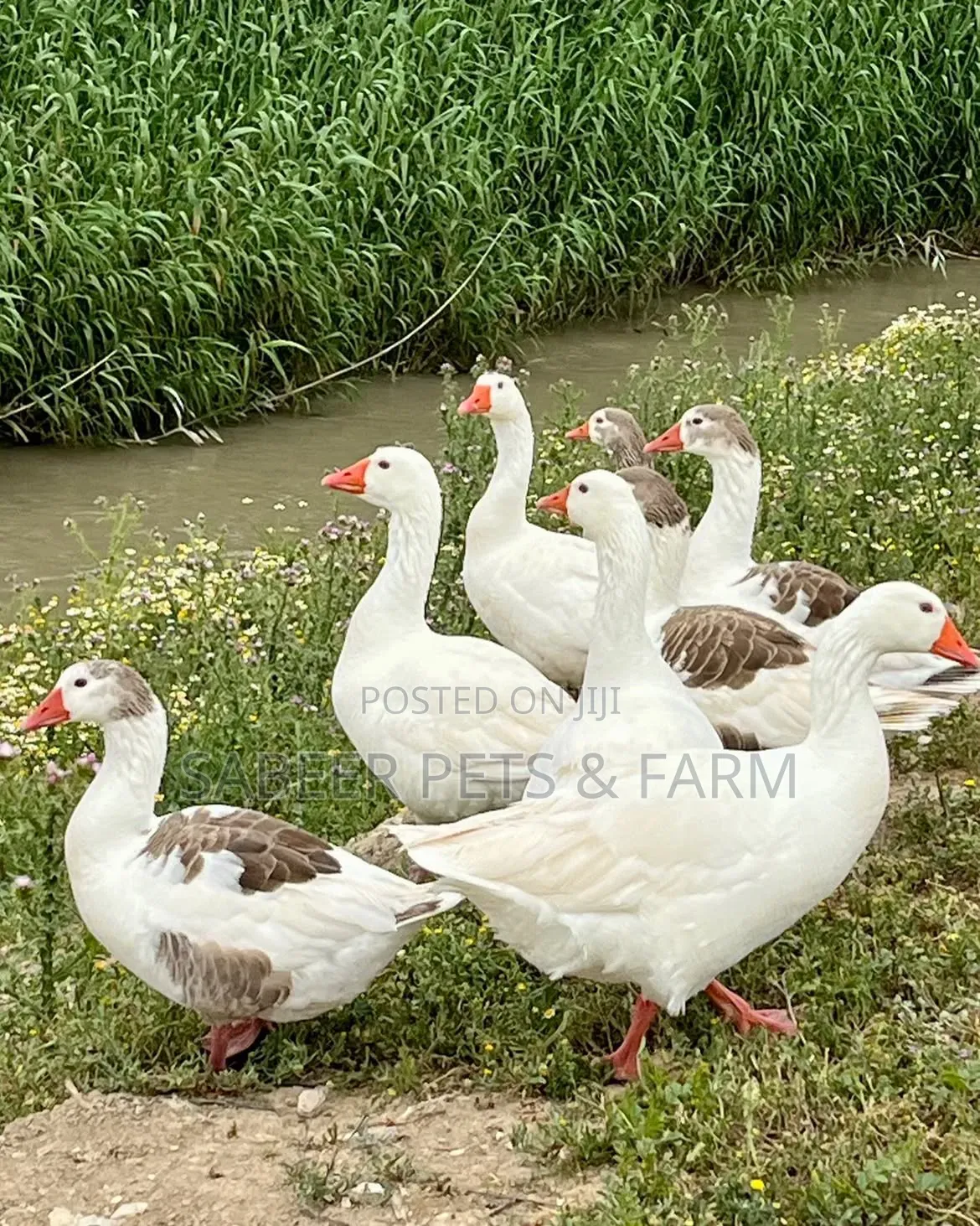 Beautiful Pair of Pilgrim Goose/Geese for Sale
