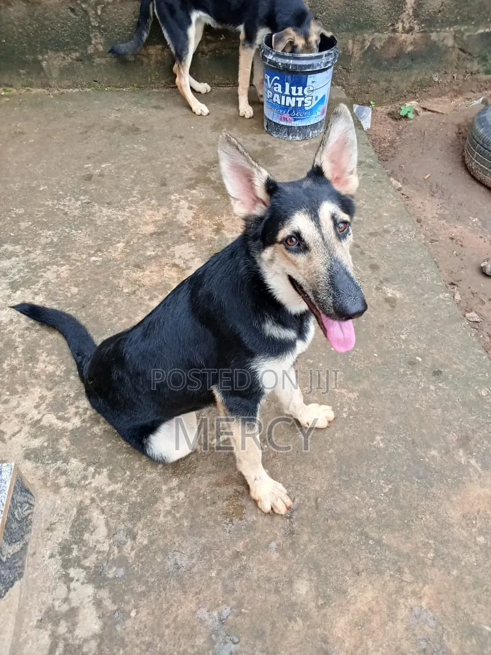 6-12 months Female Purebred German Shepherd
