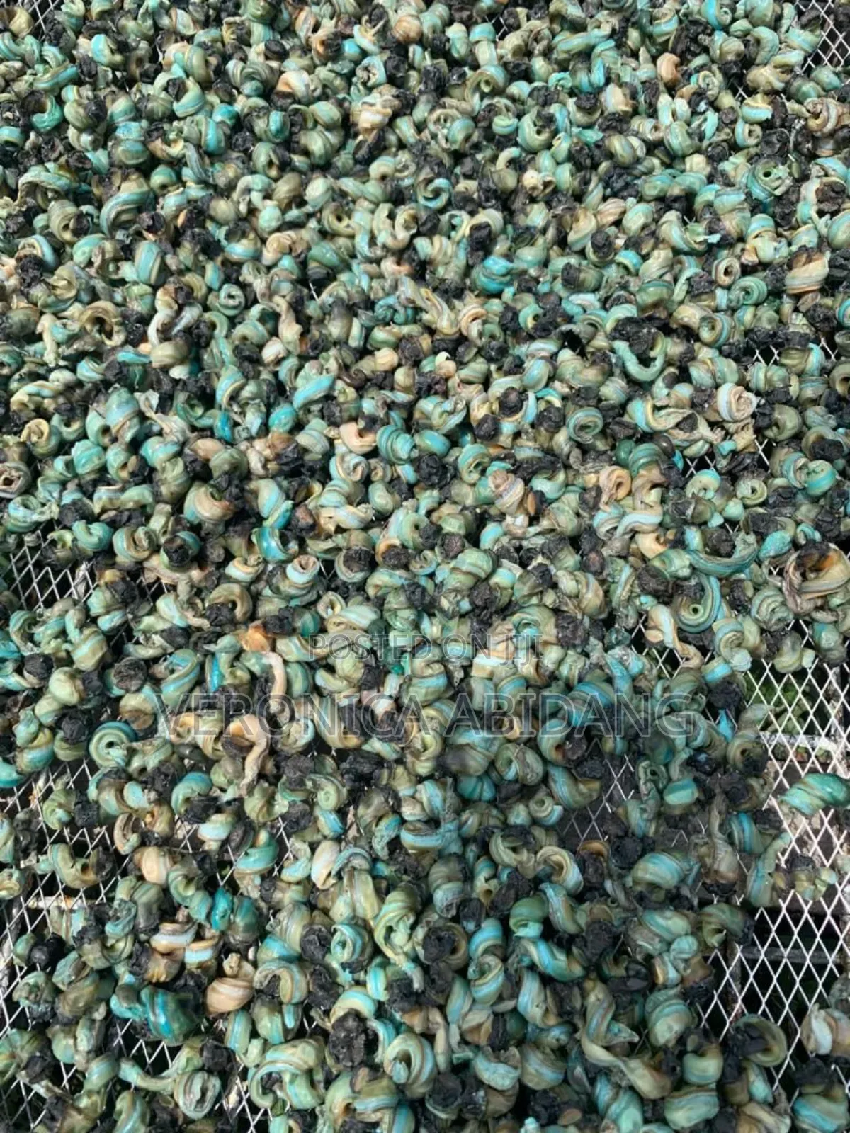 Dried Periwinkle