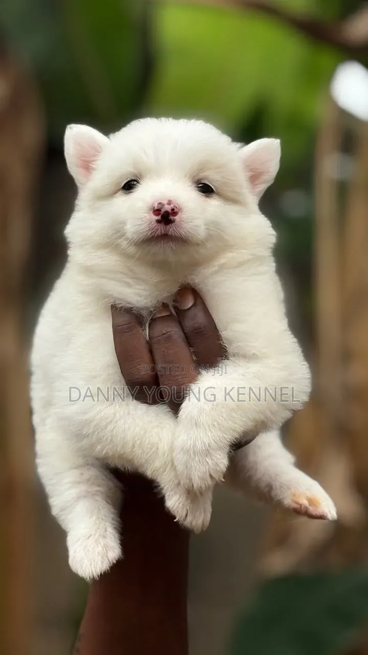 1-3 months Female Purebred American Eskimo