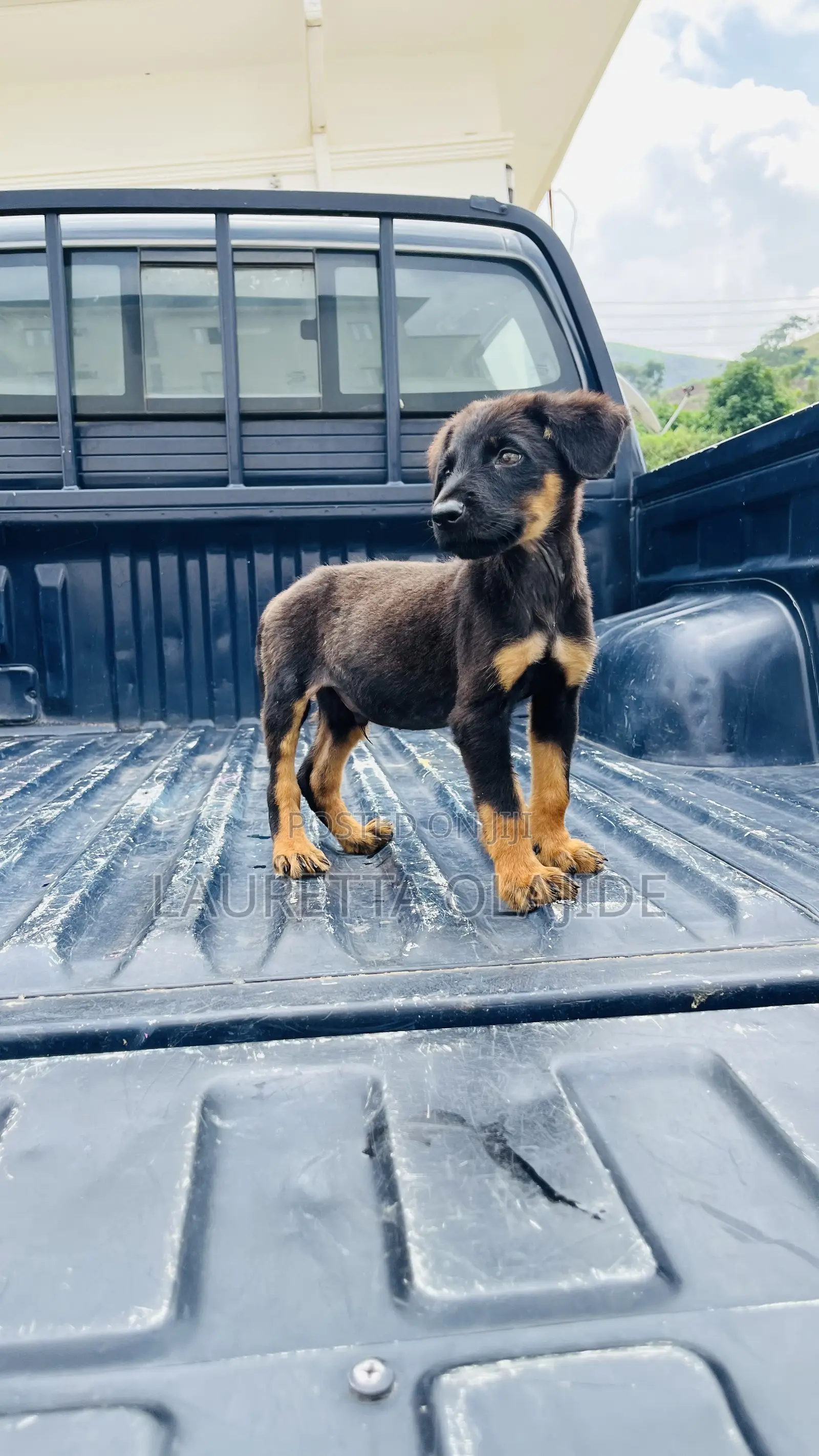 1-3 months Male Purebred German Shepherd
