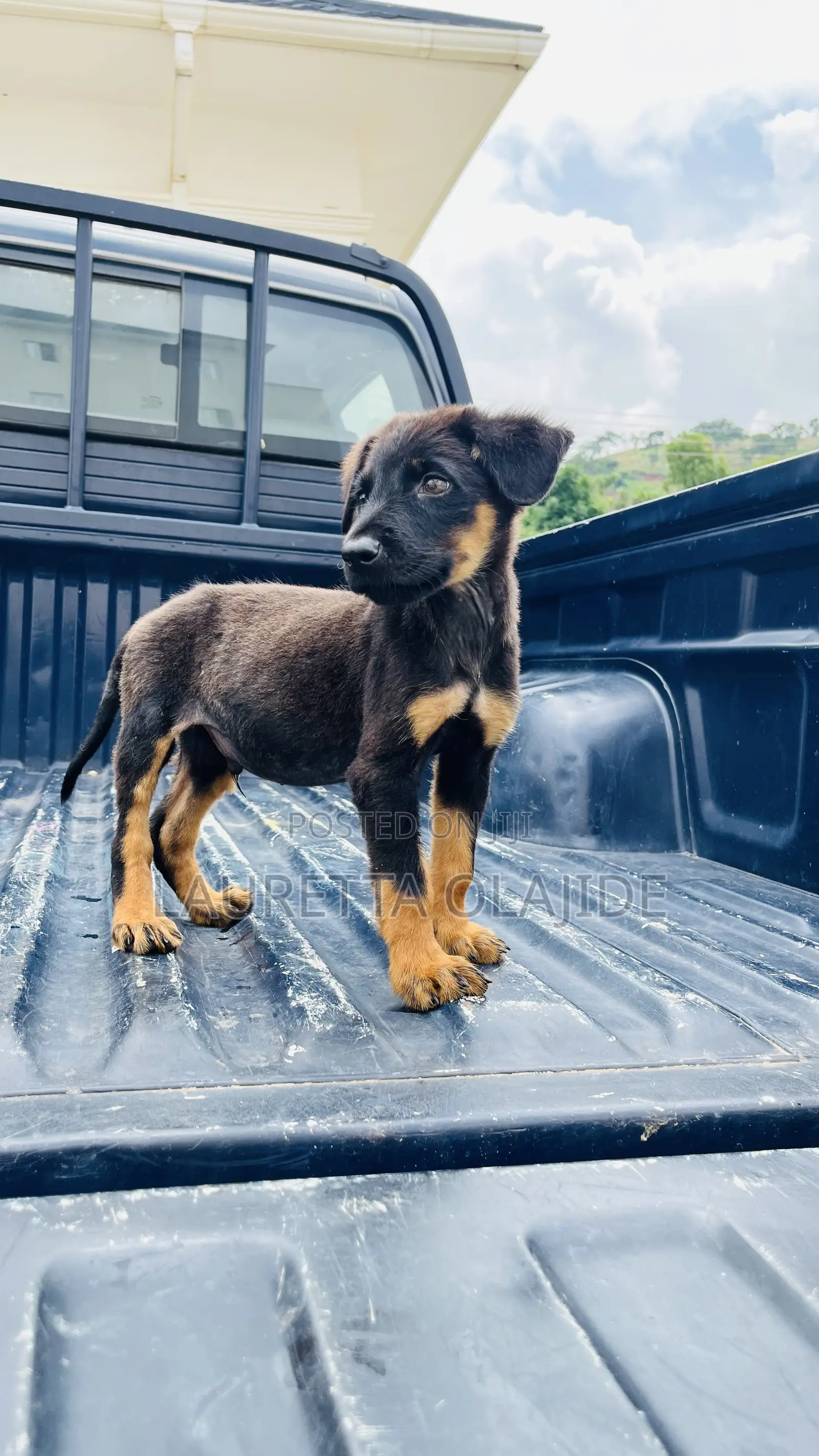 1-3 months Male Purebred German Shepherd