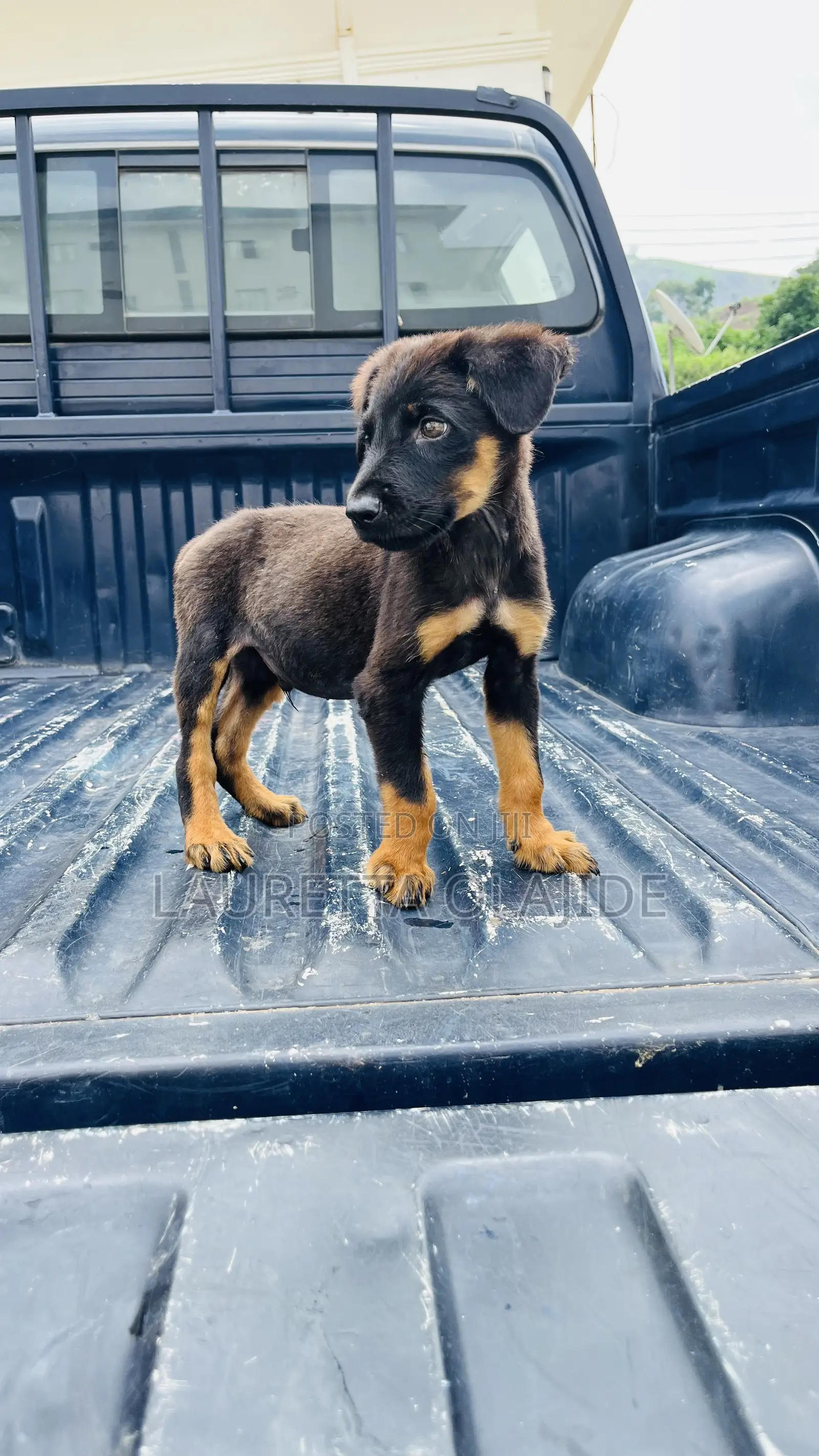 1-3 months Male Purebred German Shepherd