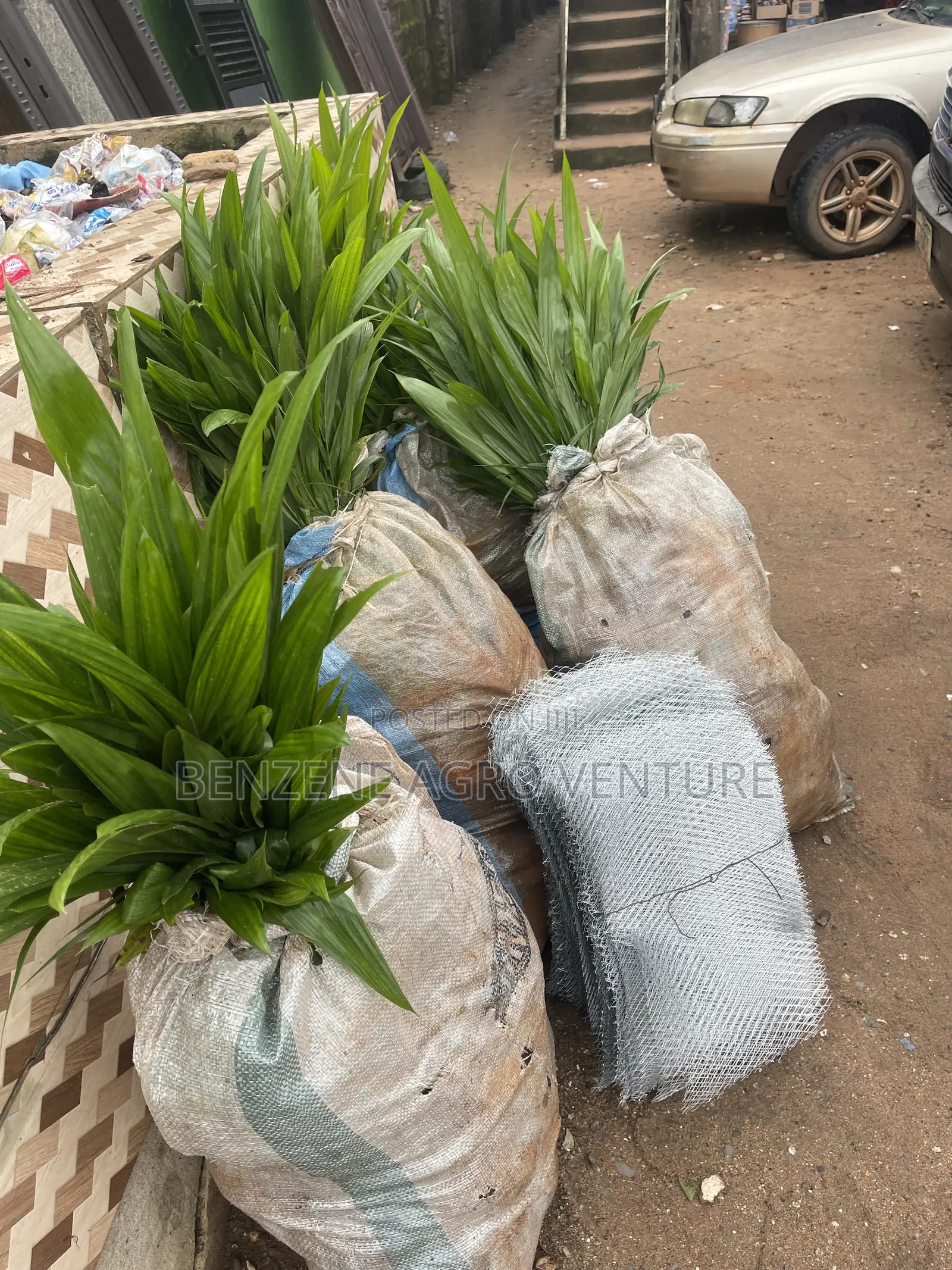Oil Palm Seedling