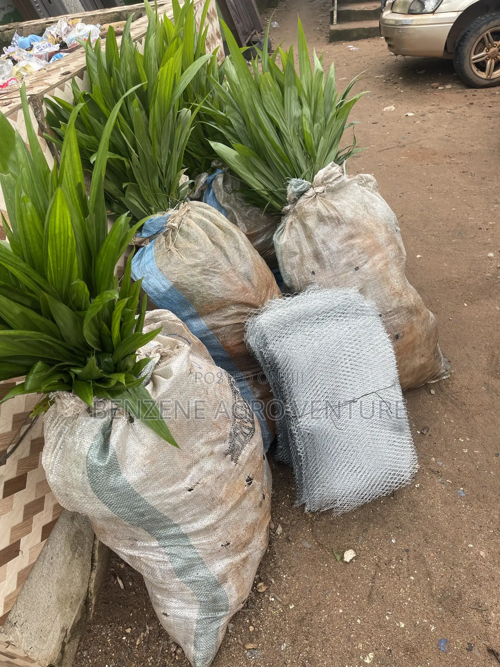 Oil Palm Seedling