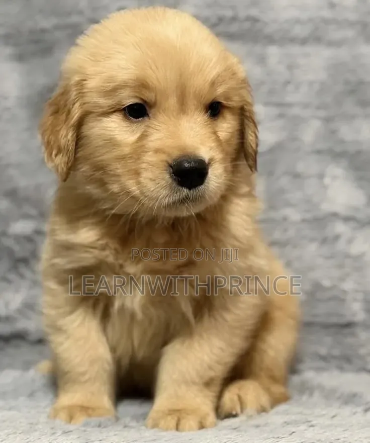 1-3 months Female Purebred Golden Retriever