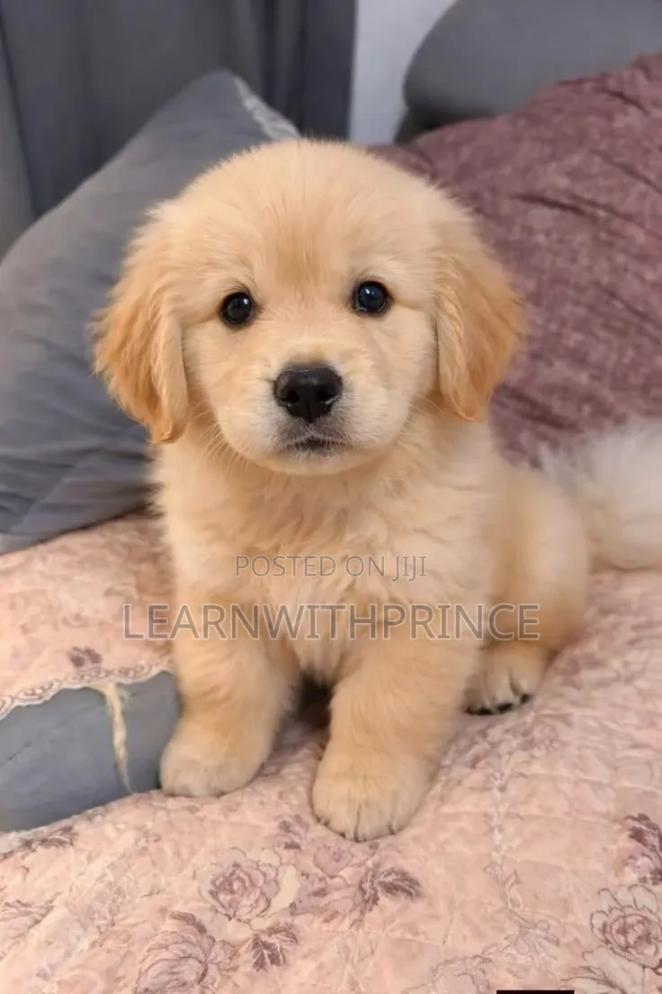 1-3 months Male Purebred Golden Retriever