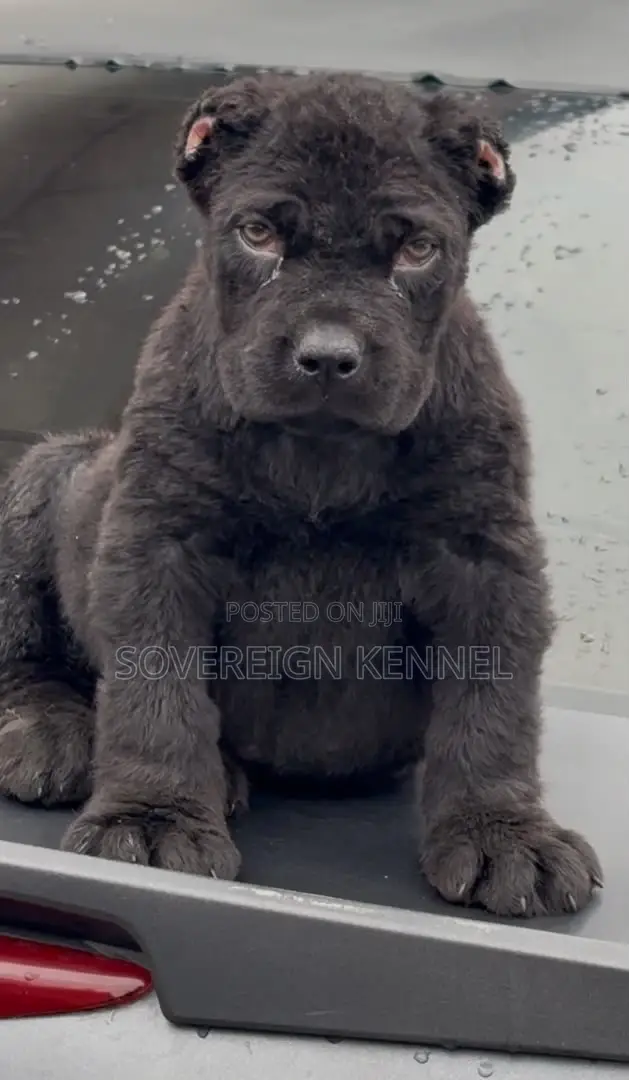 1-3 months Female Purebred Cane Corso
