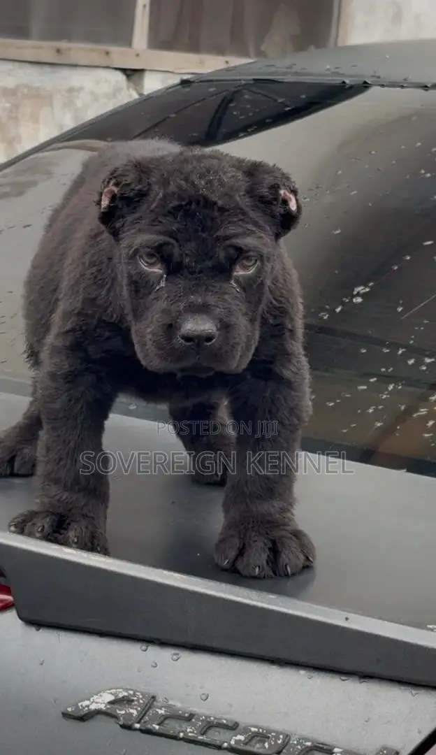 1-3 months Female Purebred Cane Corso