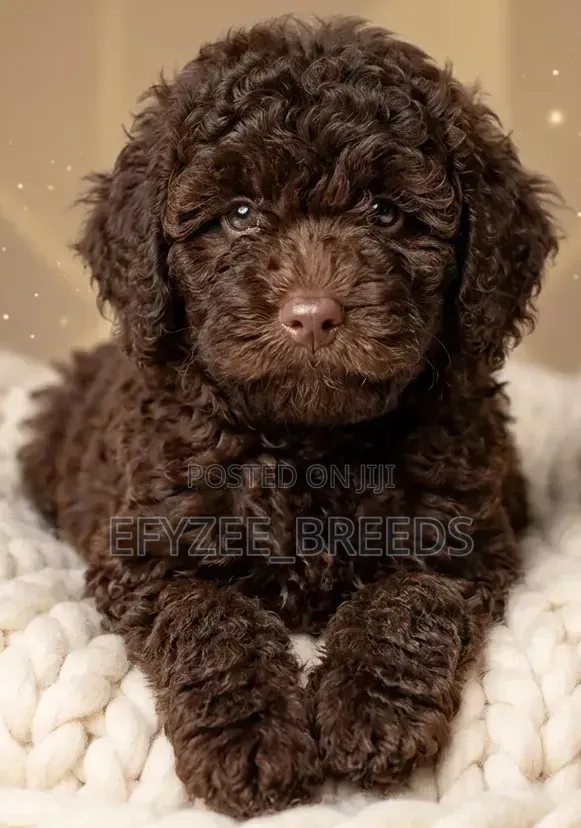 1-3 months Male Purebred Poodle