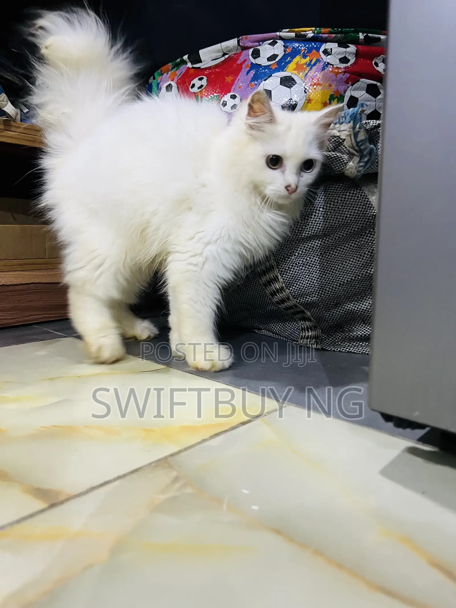 3-6 months Male Purebred Persian