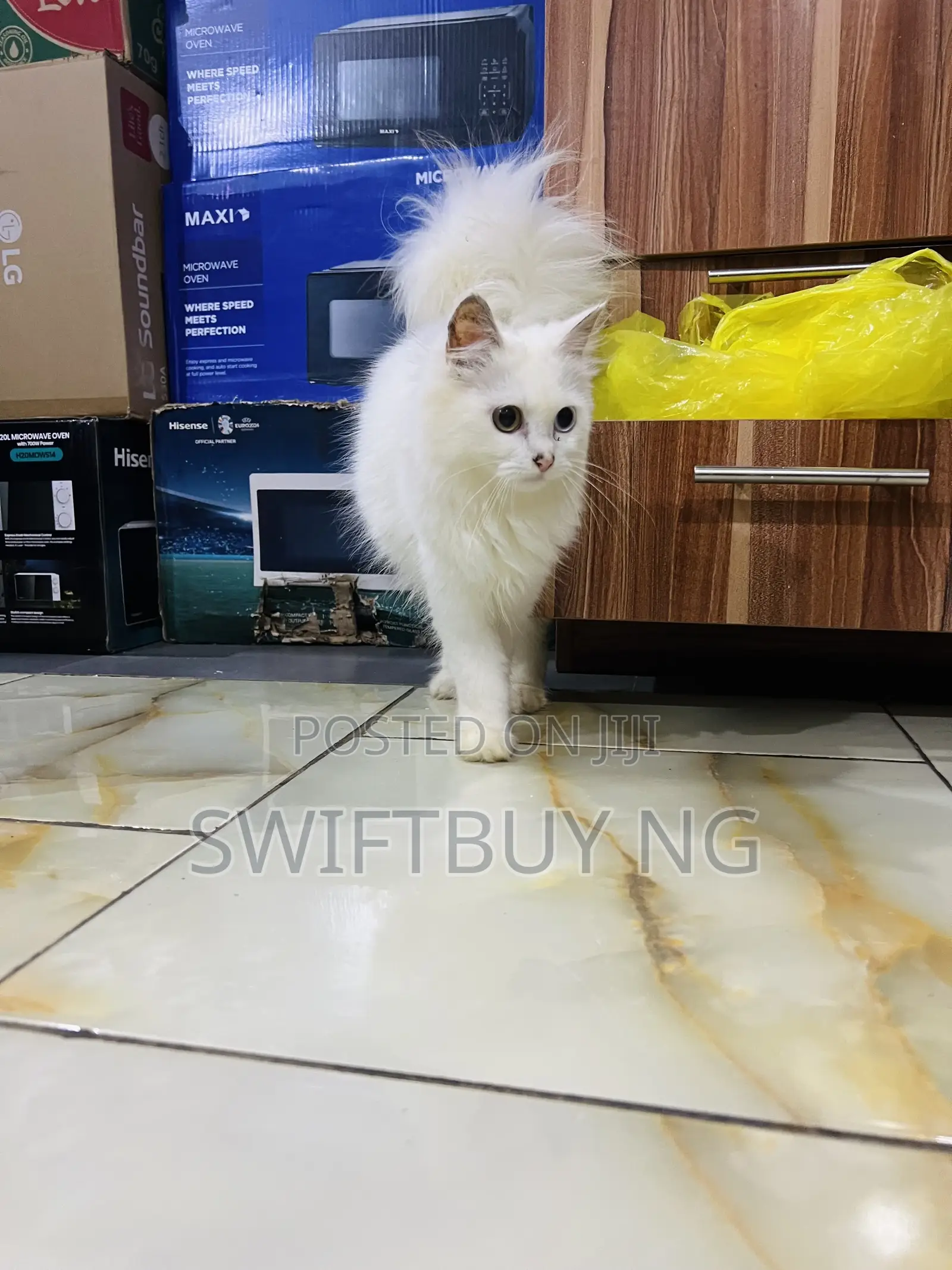 3-6 months Male Purebred Persian