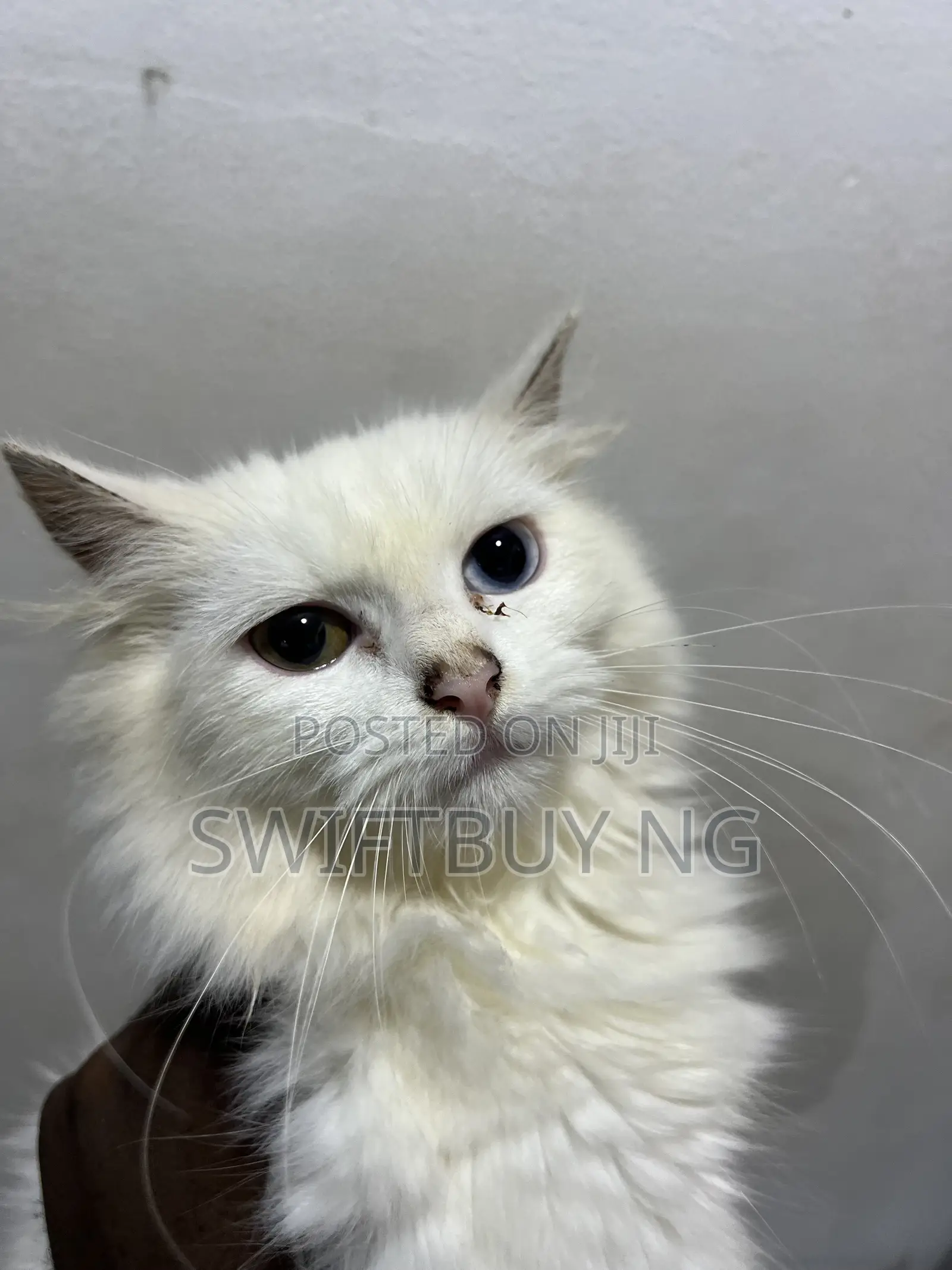 3-6 months Male Purebred Persian