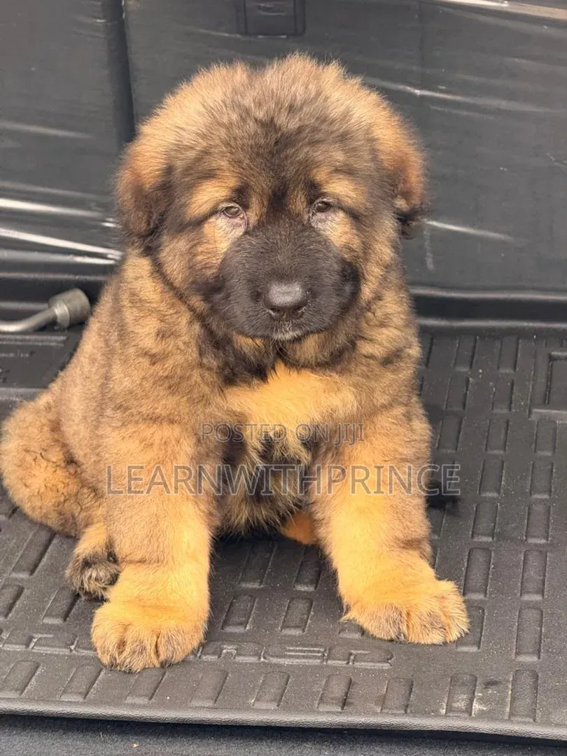 1-3 months Female Purebred Caucasian Shepherd