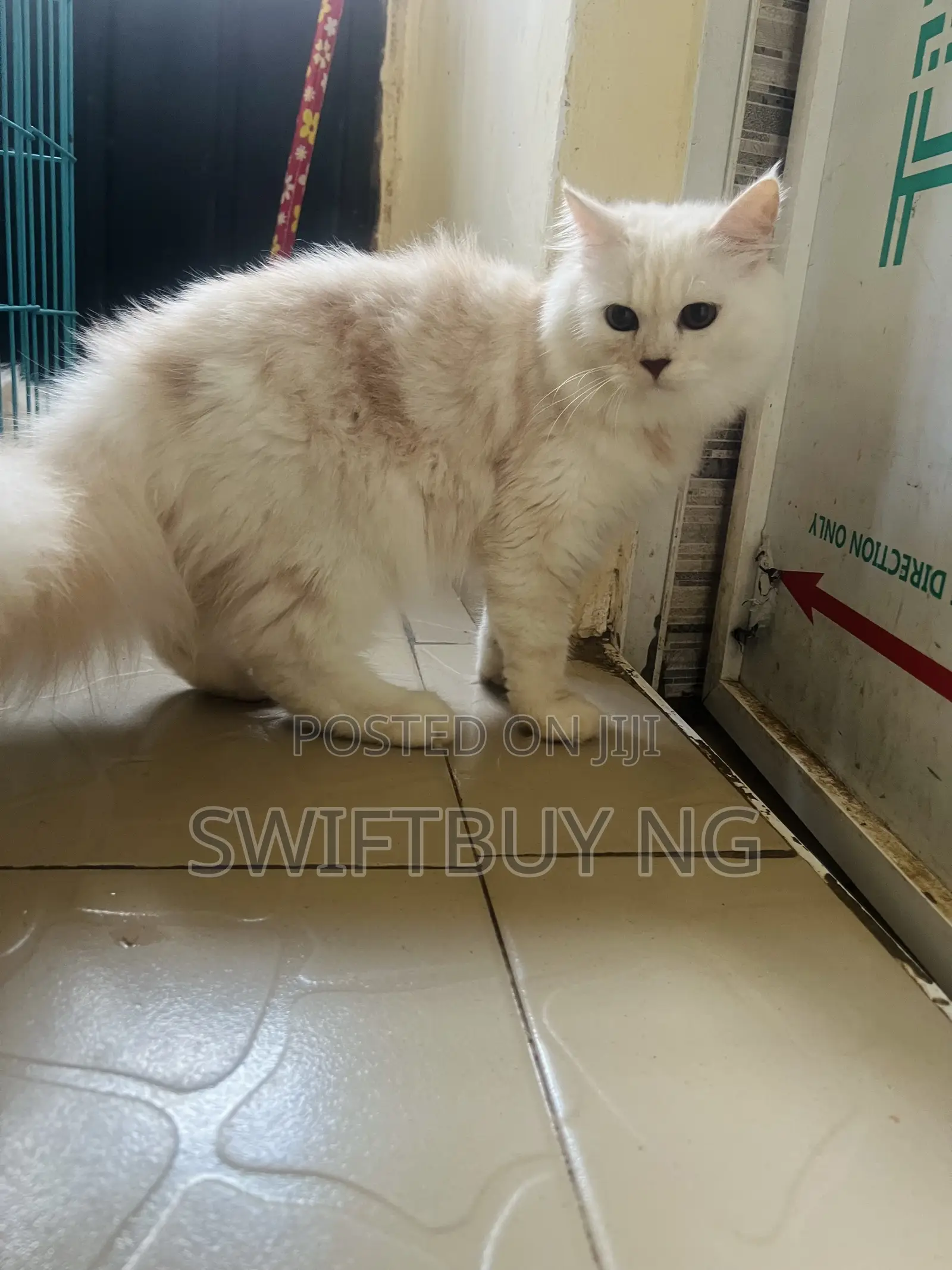 3-6 months Male Purebred Persian