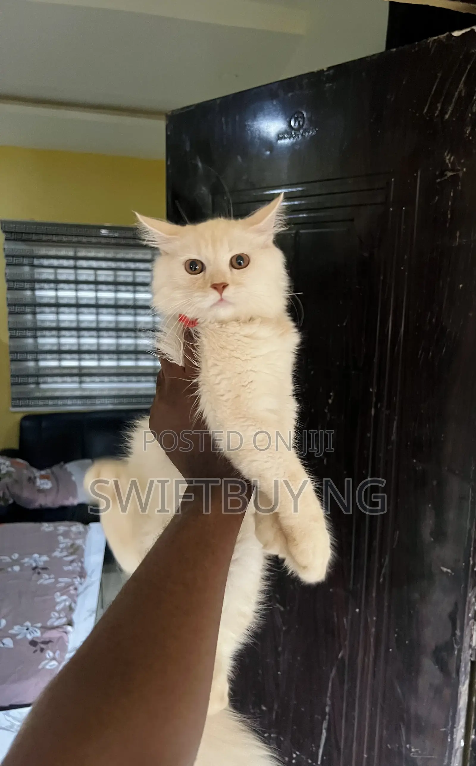 3-6 months Male Purebred Persian