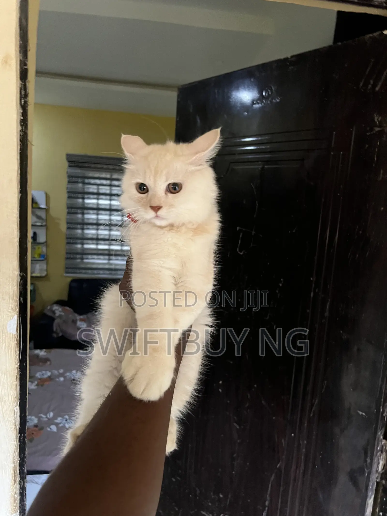 3-6 months Male Purebred Persian