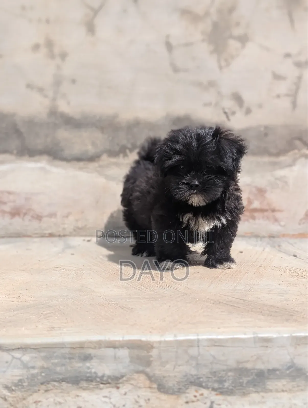 1-3 months Female Purebred Lhasa Apso