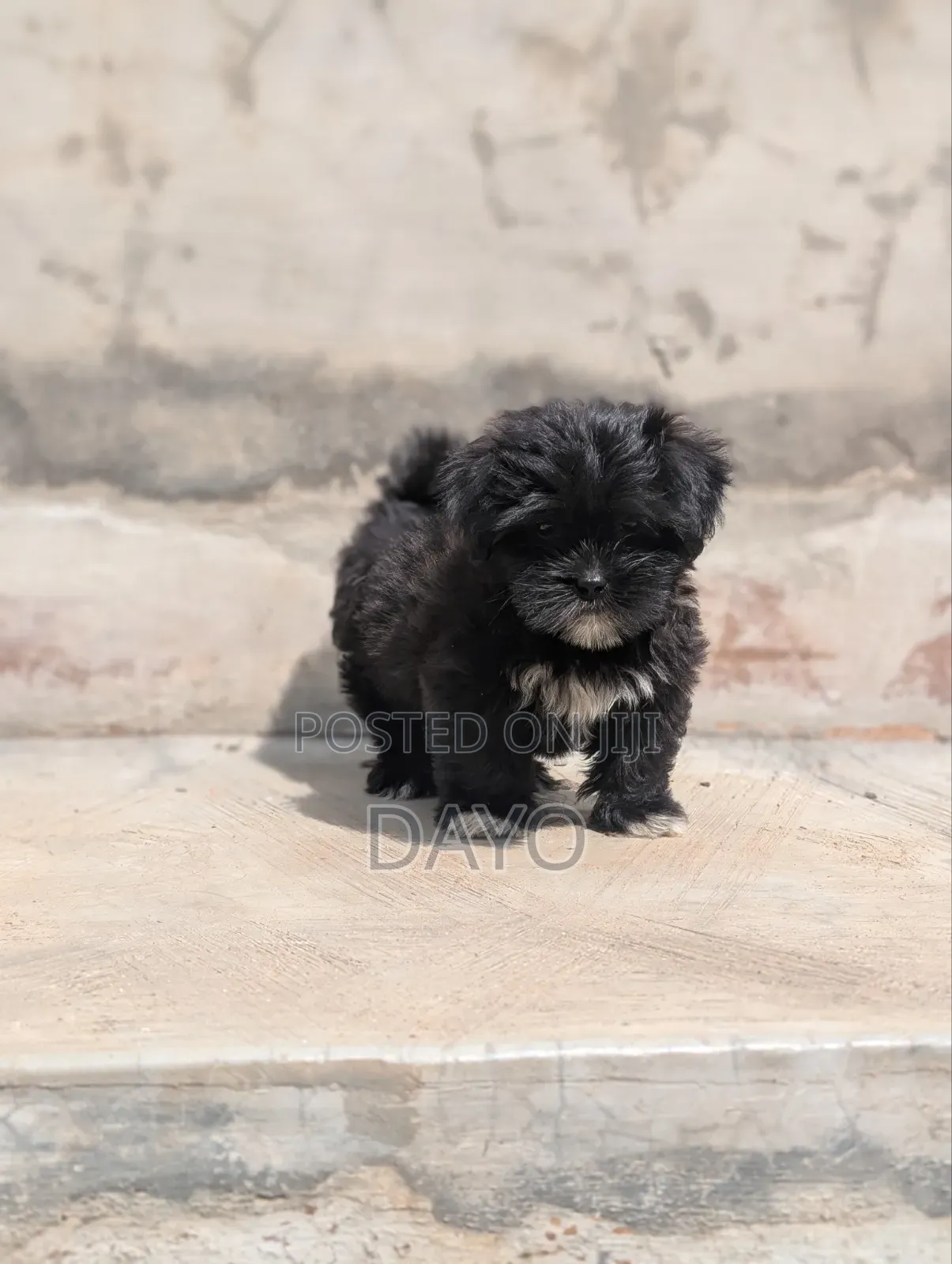 1-3 months Female Purebred Lhasa Apso