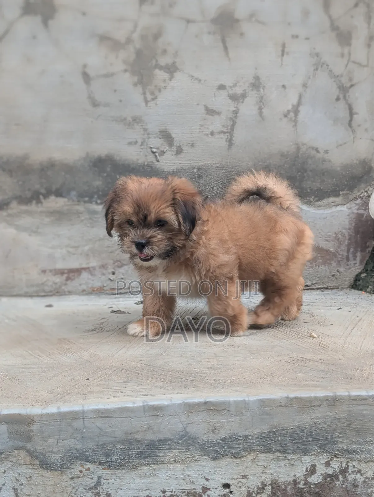 1-3 months Female Purebred Lhasa Apso