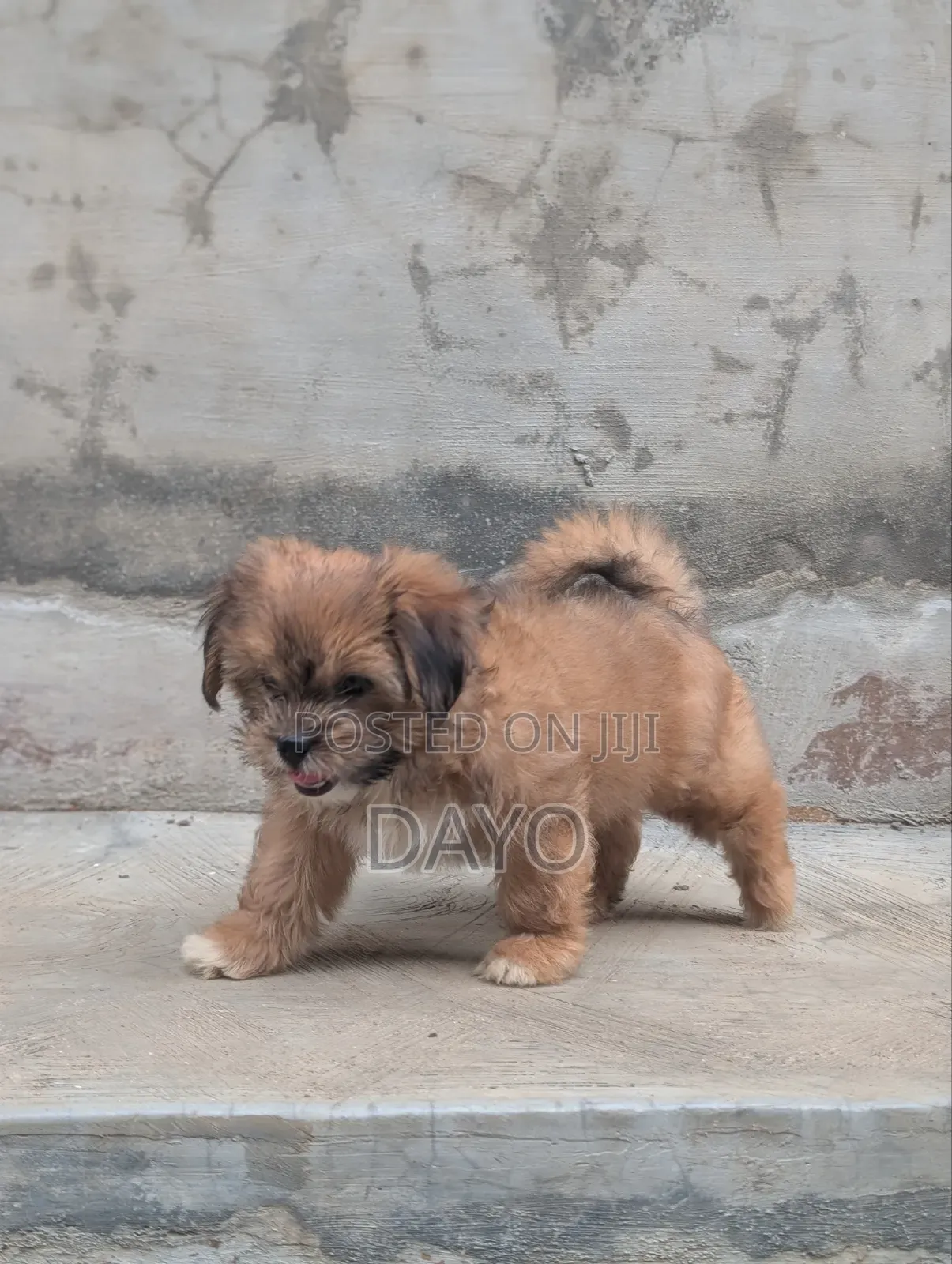 1-3 months Female Purebred Lhasa Apso