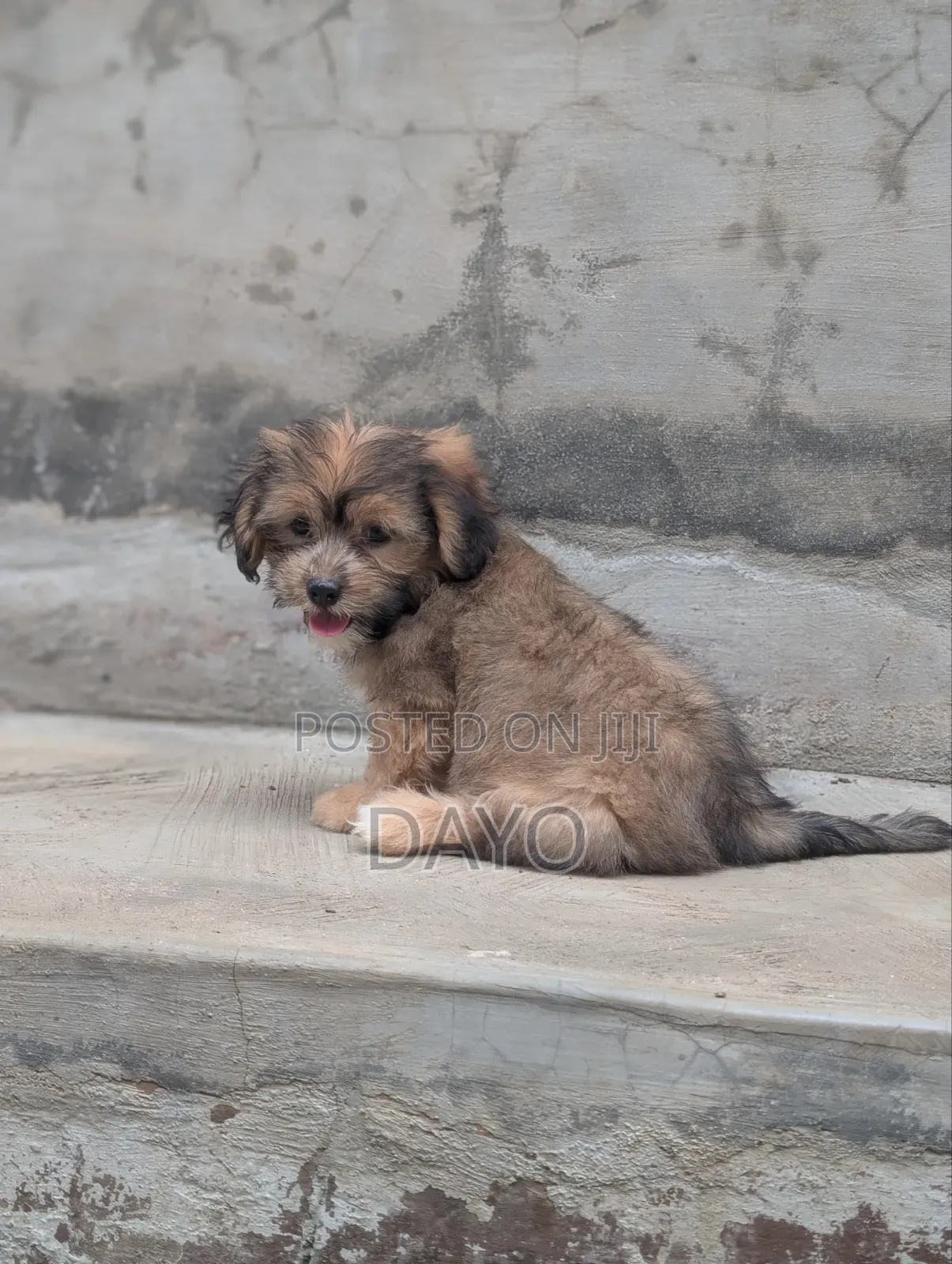1-3 months Female Purebred Lhasa Apso