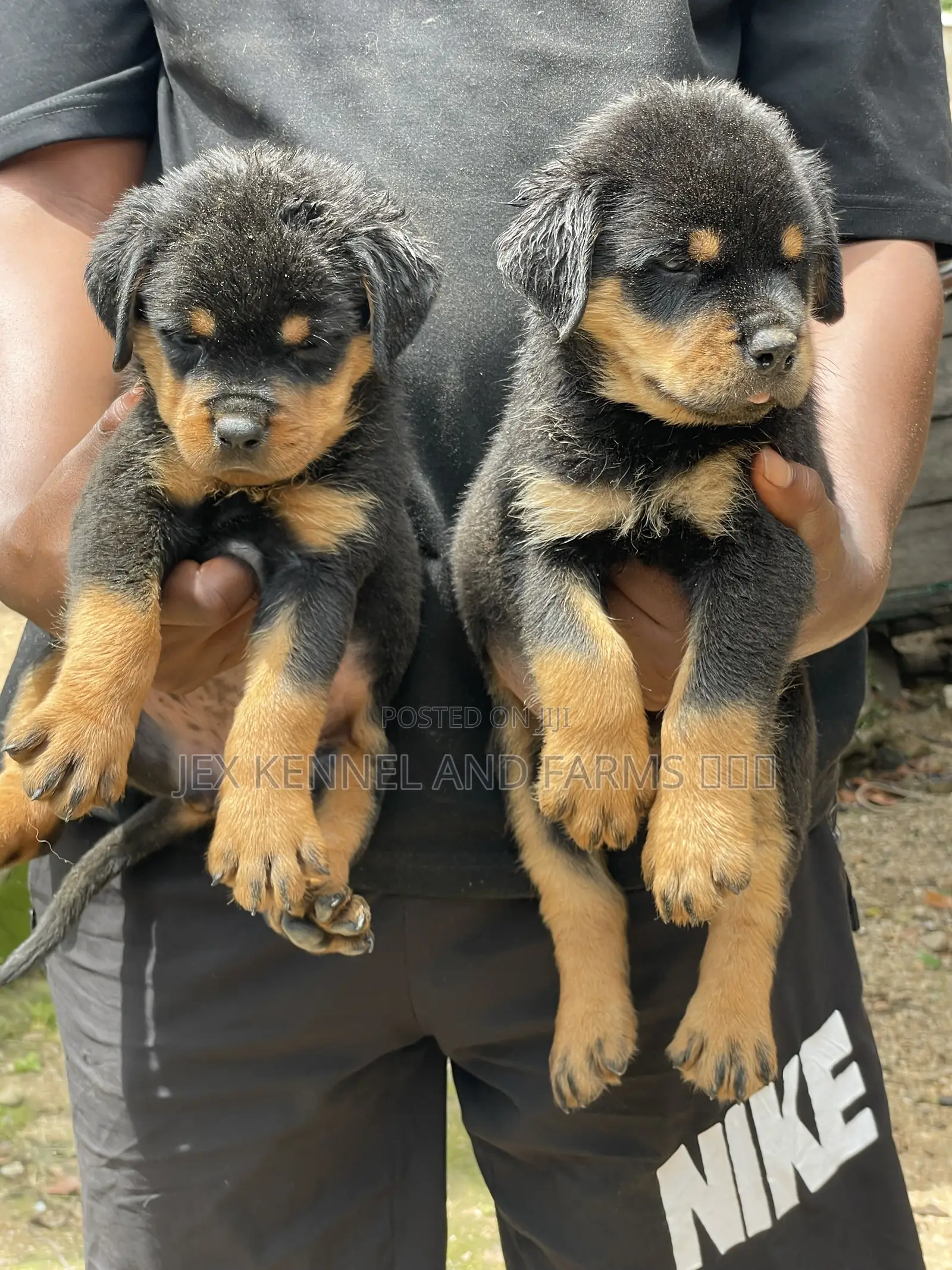 0-1 month Male Purebred Rottweiler
