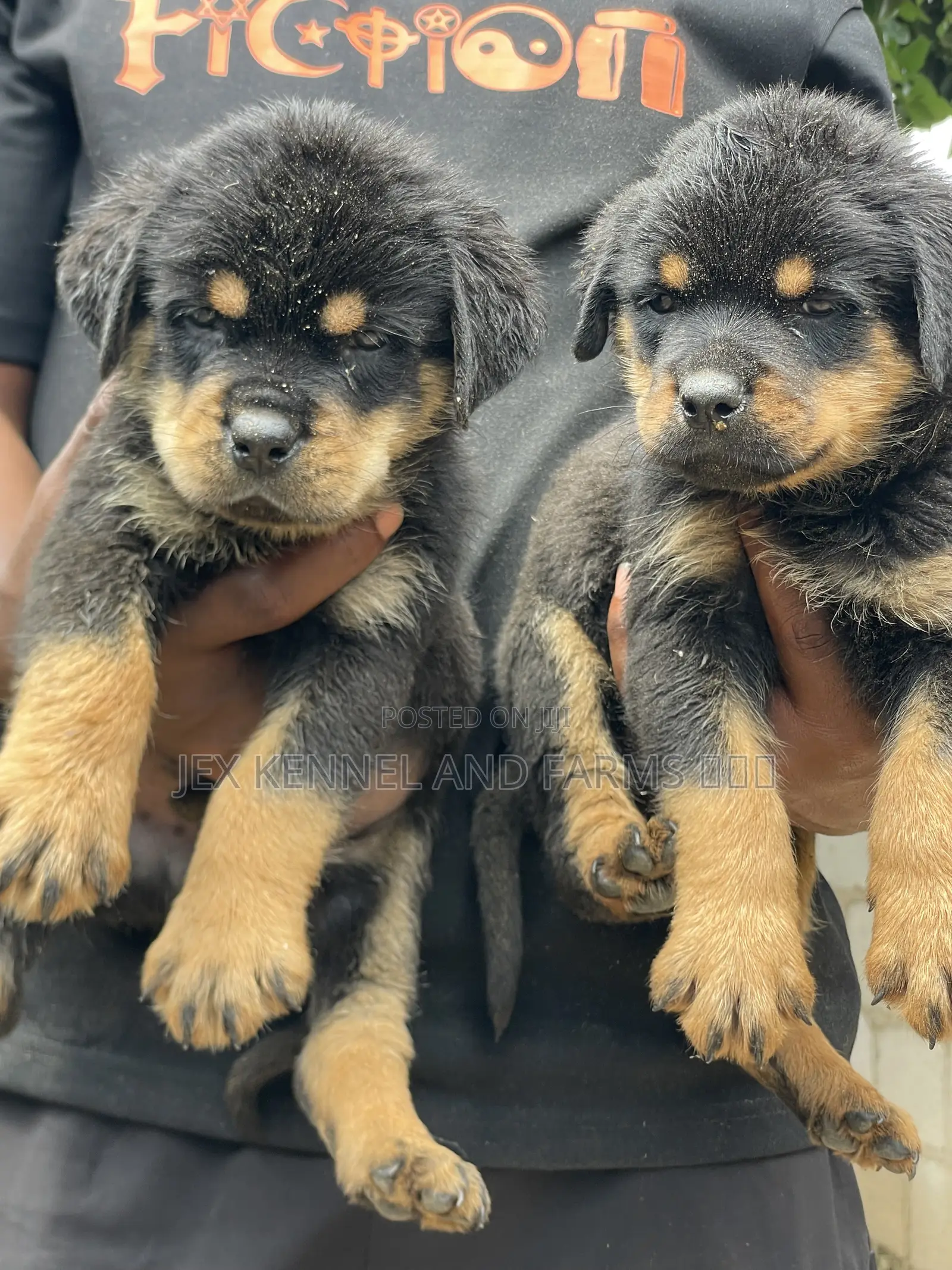 0-1 month Male Purebred Rottweiler