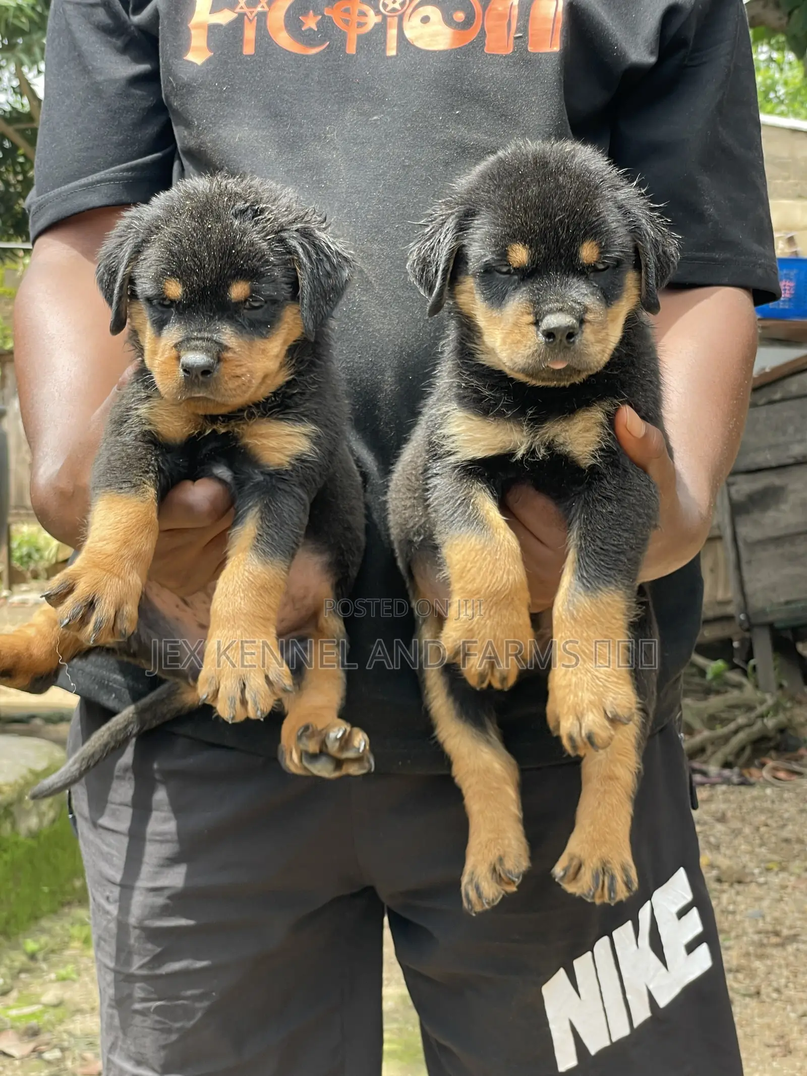 0-1 month Male Purebred Rottweiler