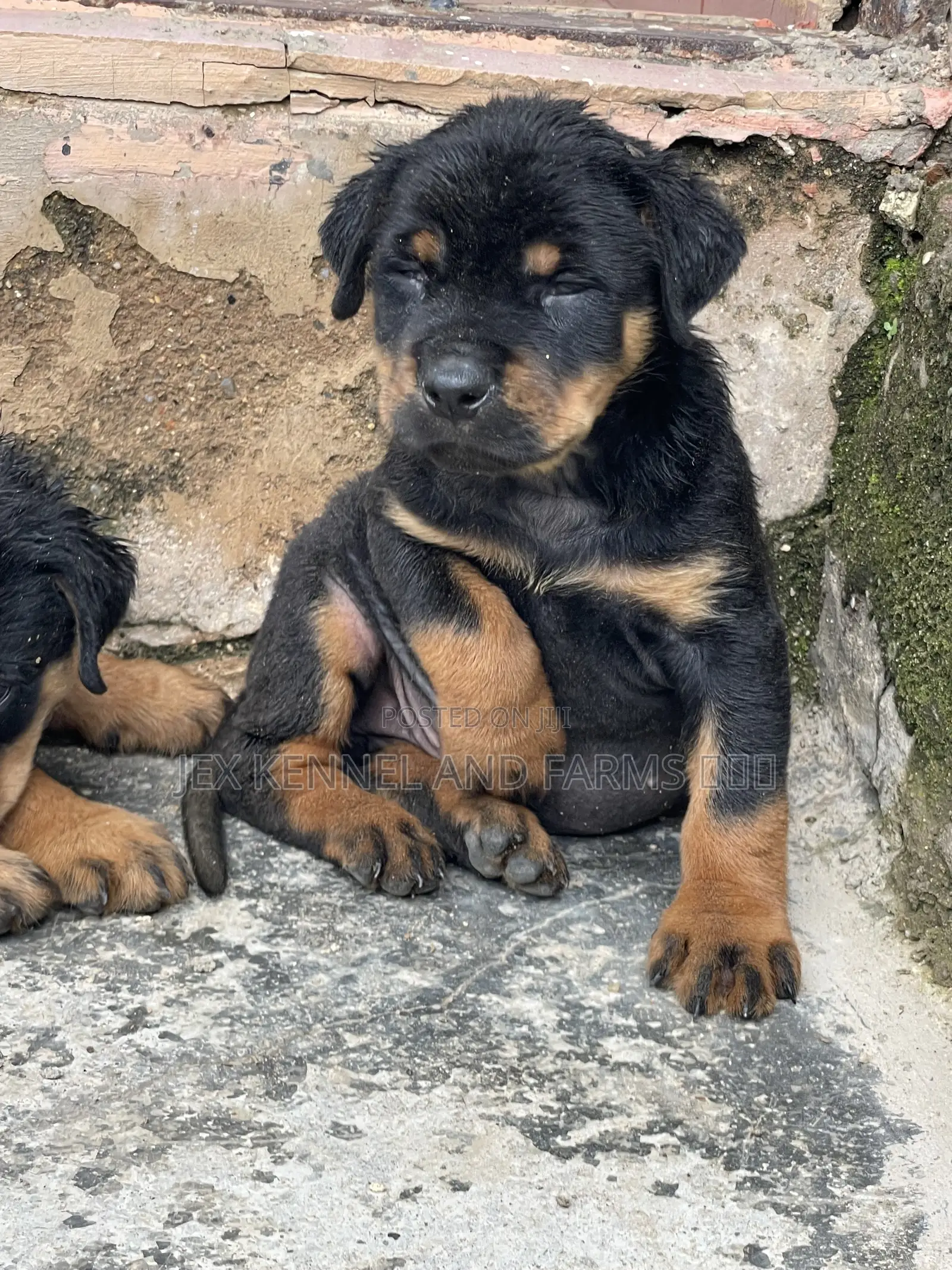 0-1 month Male Purebred Rottweiler