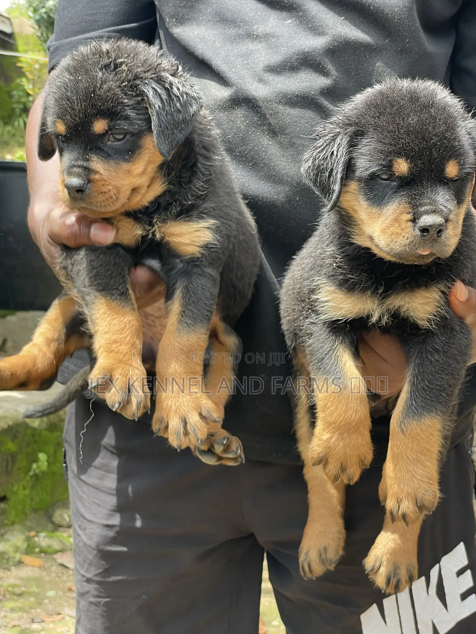 0-1 month Male Purebred Rottweiler
