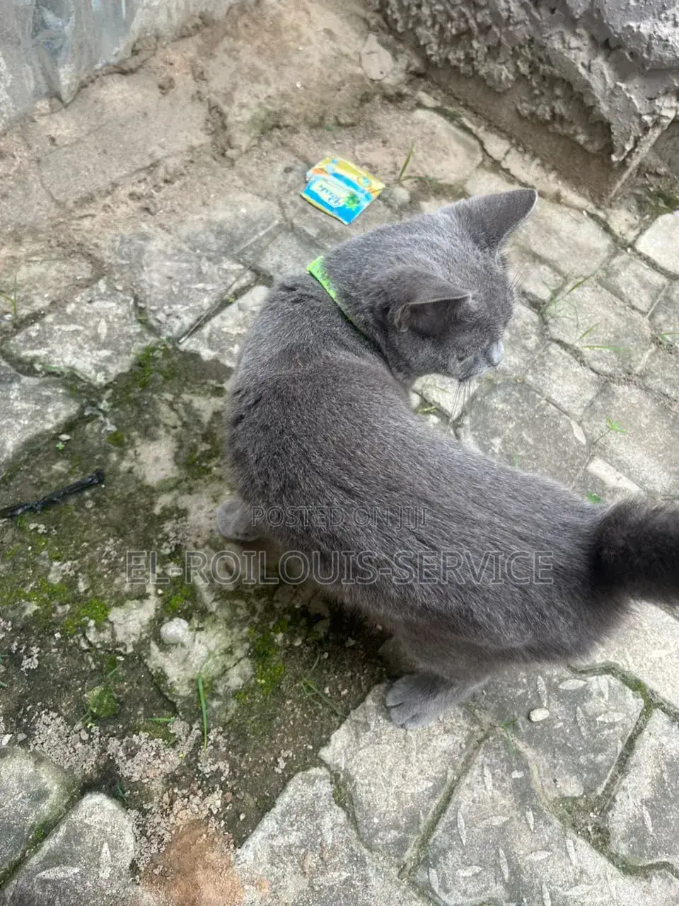 1-3 months Female Purebred British Shorthair