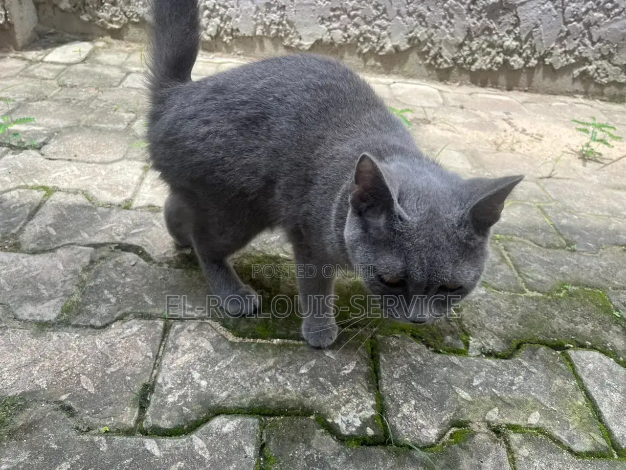 1-3 months Female Purebred British Shorthair