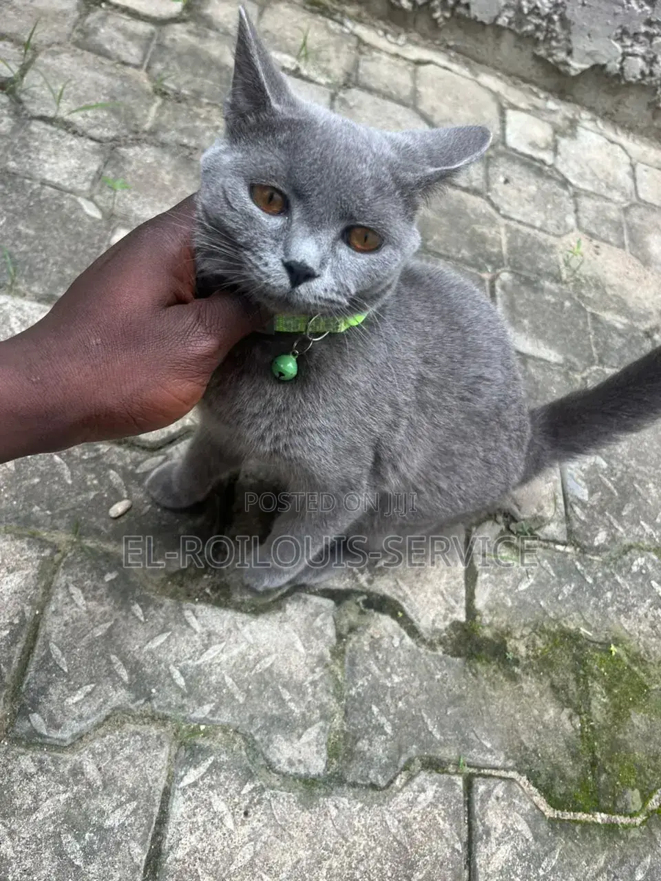 1-3 months Female Purebred British Shorthair