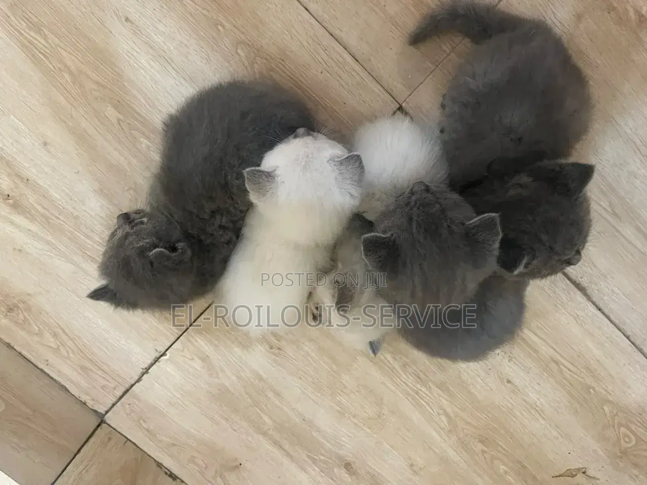 1-3 months Female Purebred British Shorthair