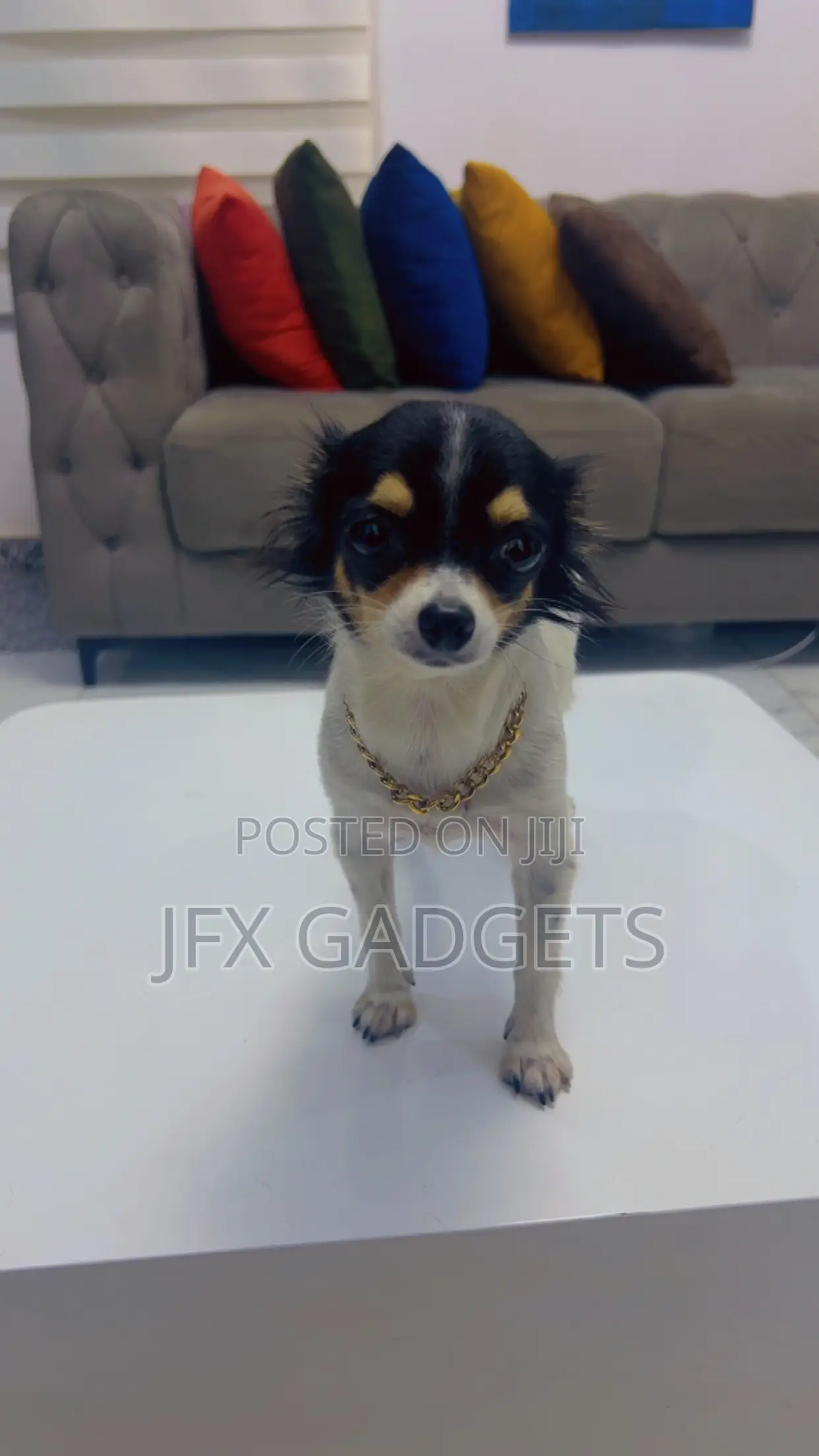 6-12 months Female Purebred Chihuahua