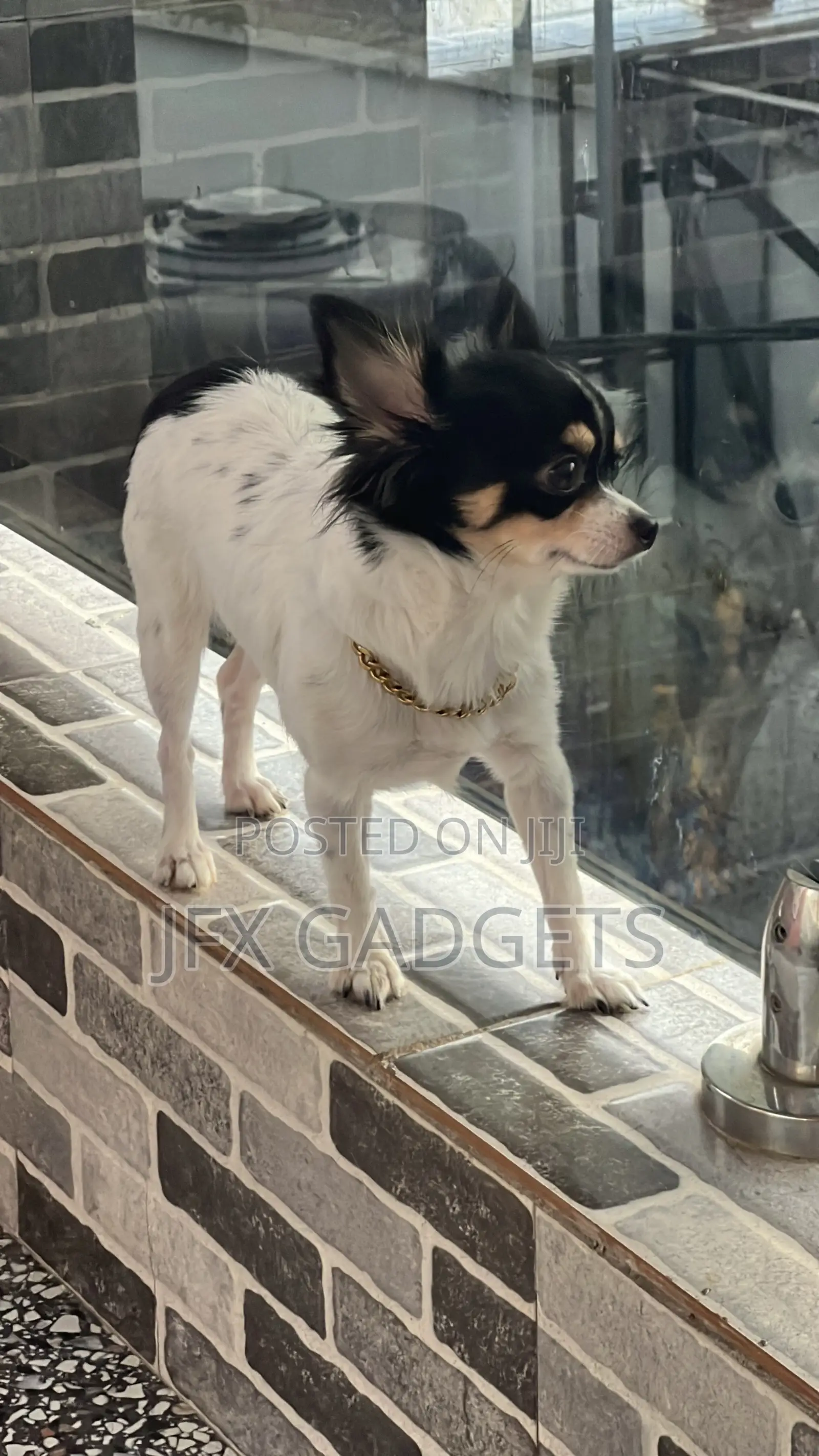 6-12 months Female Purebred Chihuahua