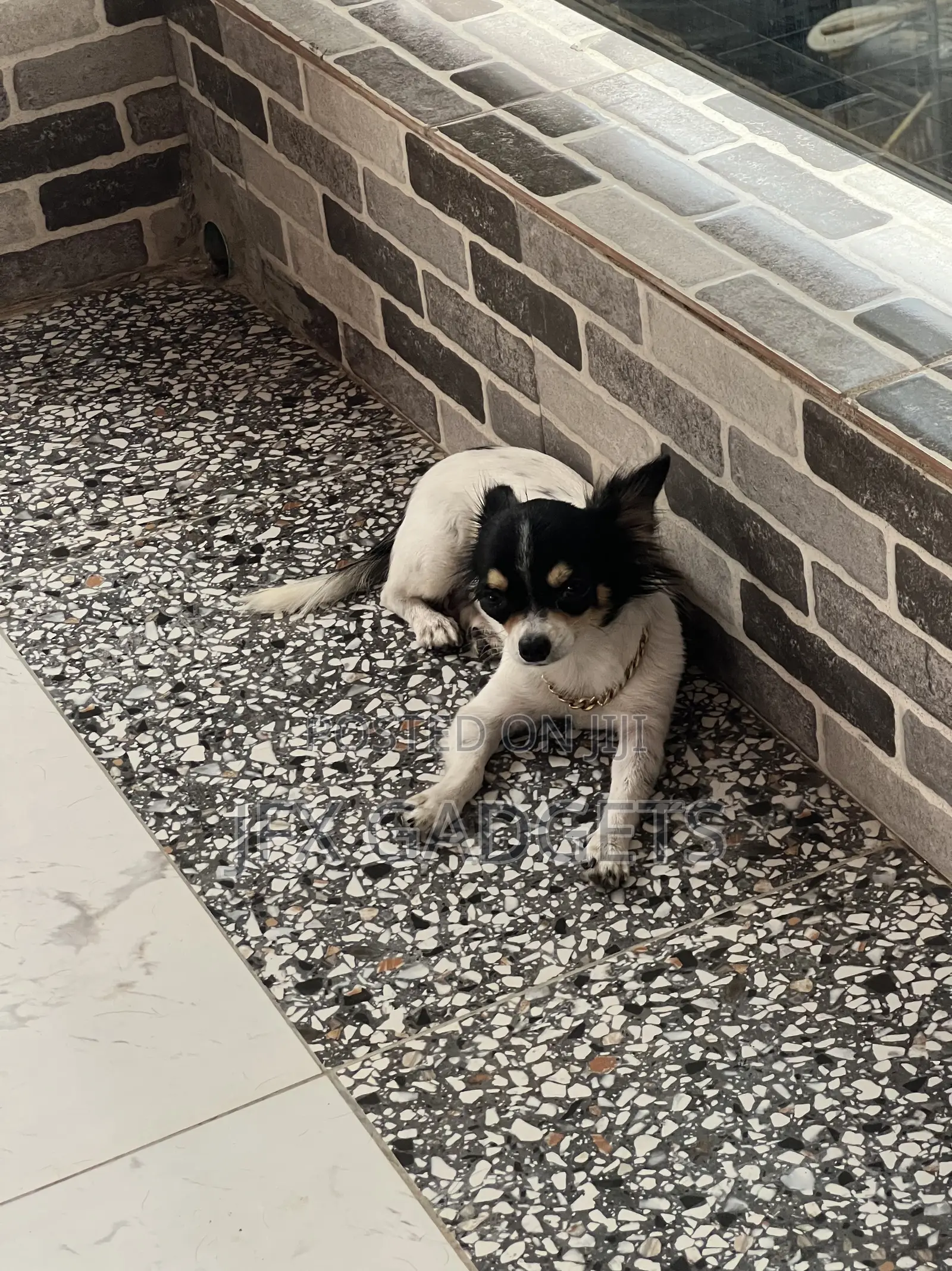 6-12 months Female Purebred Chihuahua